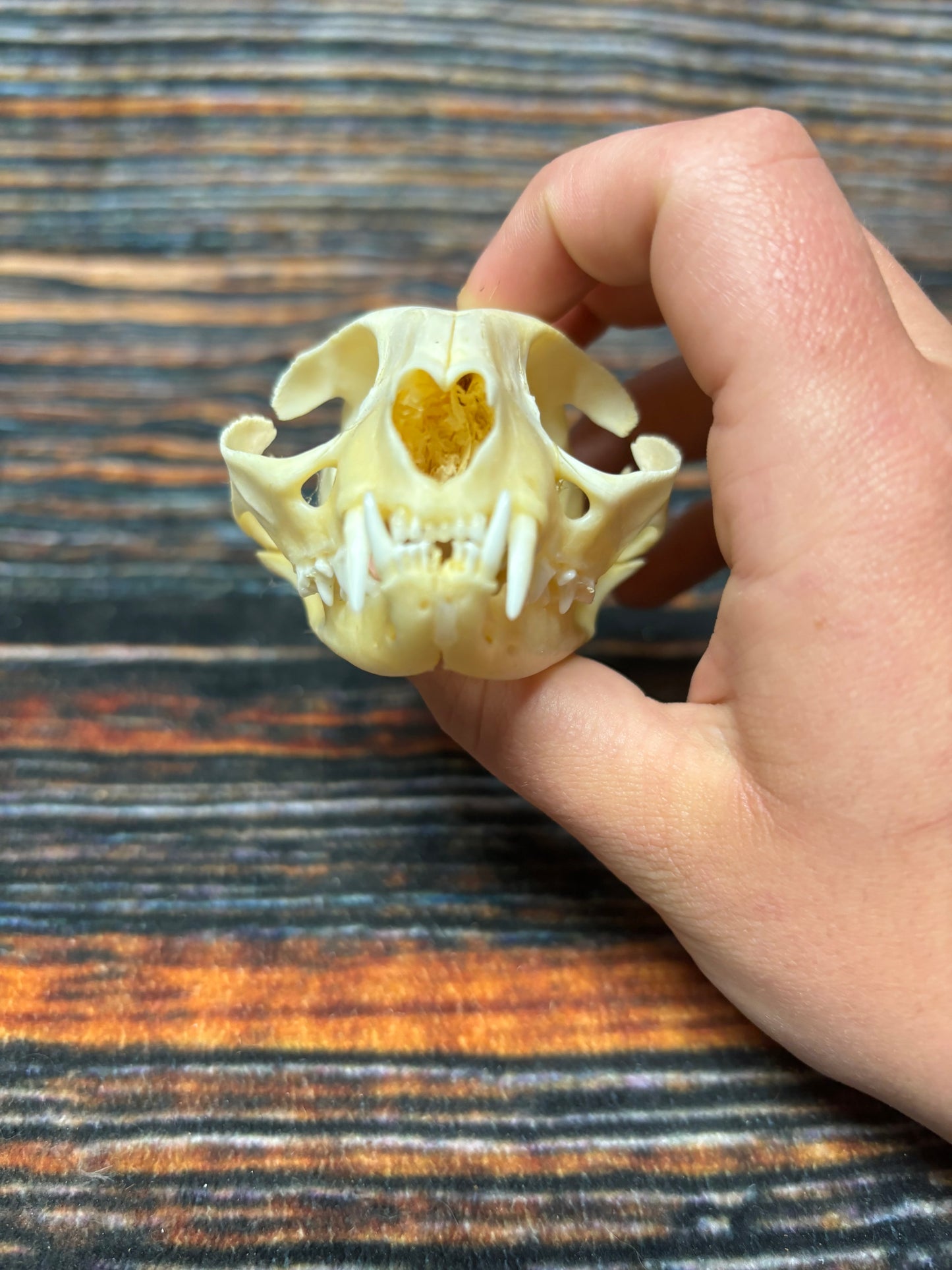 Real Feral Cat Skull