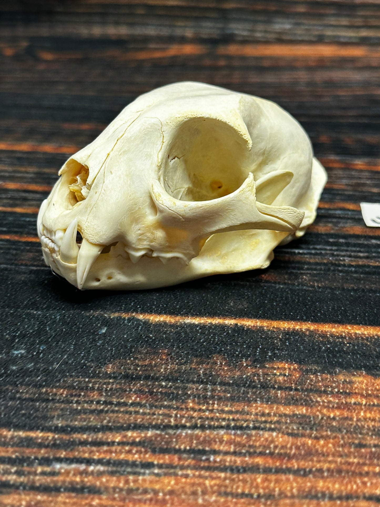 Real XL American Bobcat Skull Animal Mount Christmas Gifts Man cave Cabin Western Decor Craft Taxidermy Art craft head Voodoo hoodoo