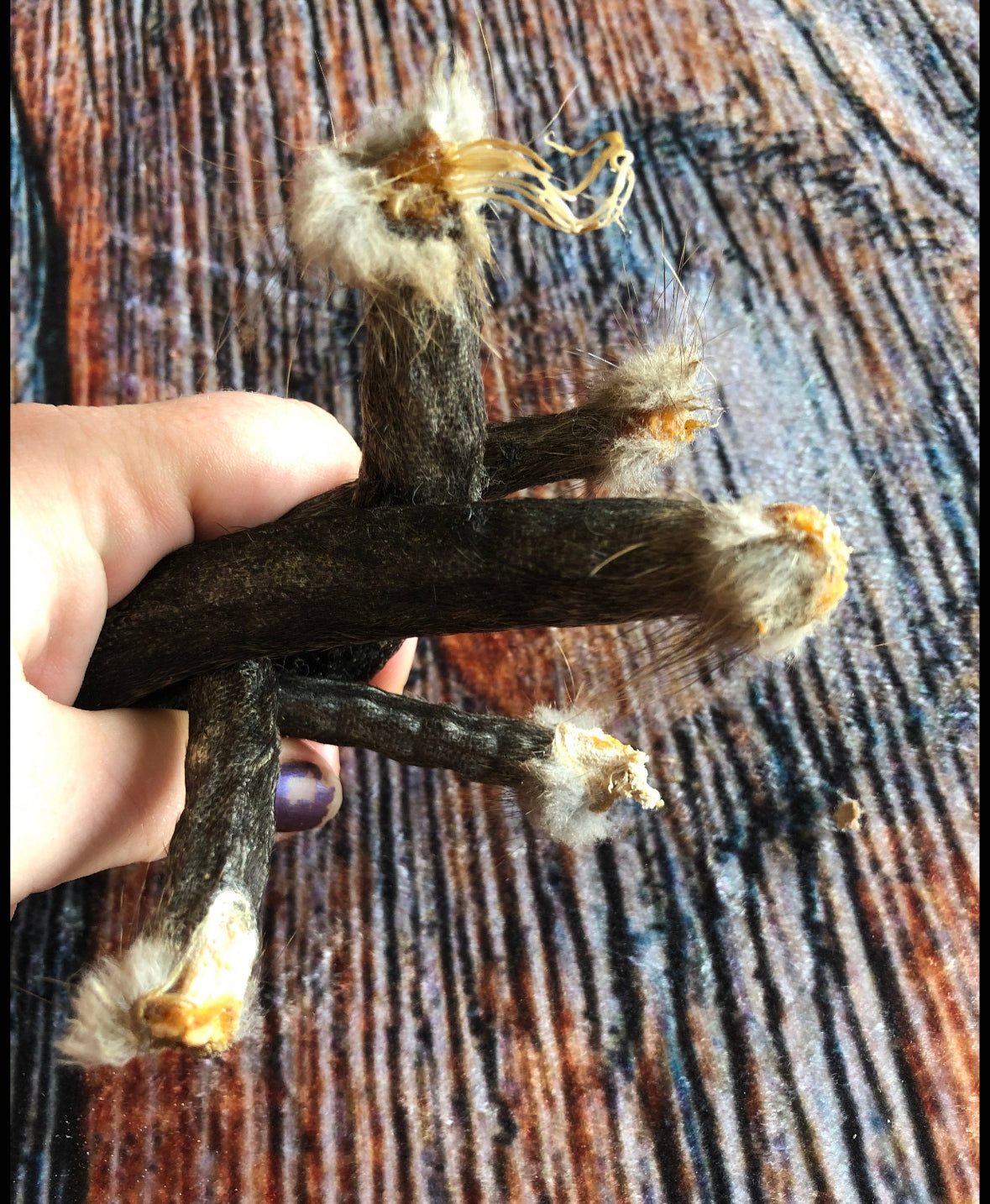 5 real muskrat Tails cured Witchcraft Voodoo Spell Skull taxidermy mount repair Craft Art Supply oddity Halloween Decore weird Unique