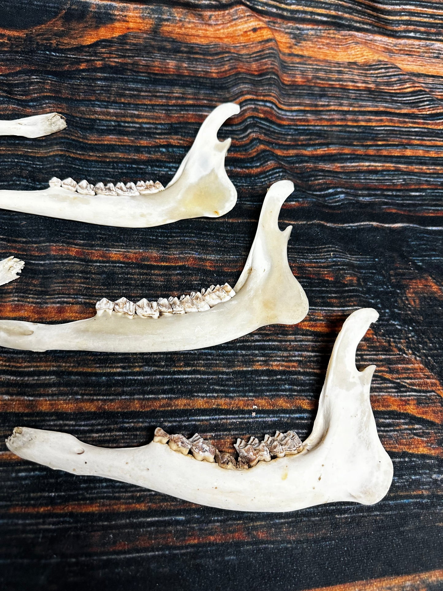 6 Real Deer Jaws KNIFE Handle Craft art supply Mountain Man bone unique gift animal mount witchcraft gothic voodoo renaissance festival