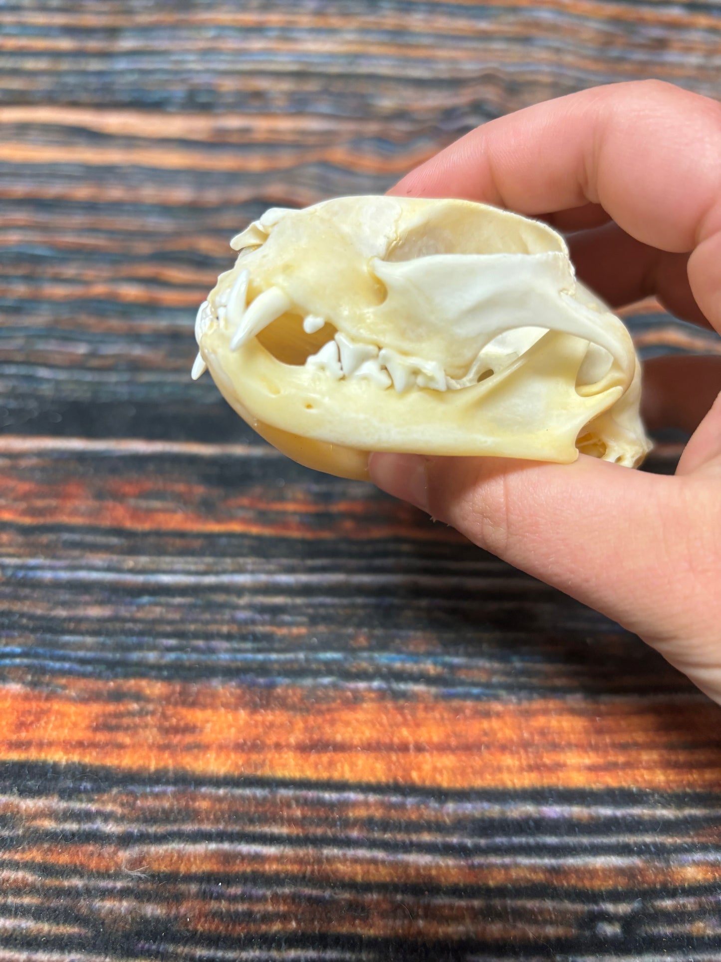 Real Feral Cat Skull