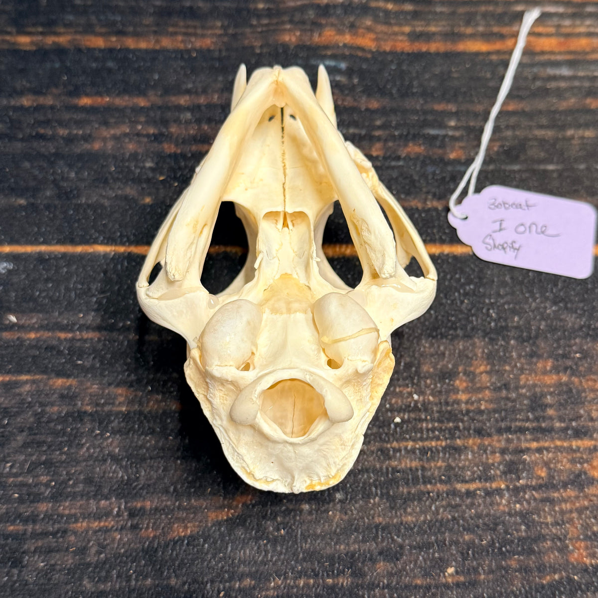 Real XL American Bobcat Skull Animal Mount Christmas Gifts Man cave Cabin Western Decor Craft Taxidermy Art craft head Voodoo hoodoo