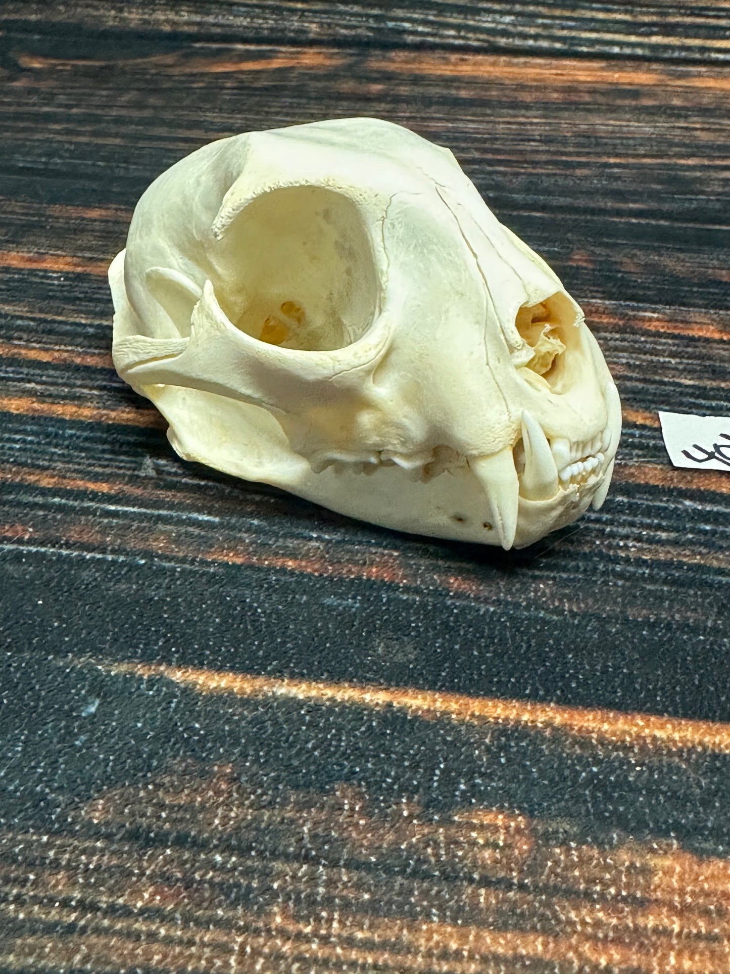 Real XL American Bobcat Skull Animal Mount Christmas Gifts Man cave Cabin Western Decor Craft Taxidermy Art craft head Voodoo hoodoo