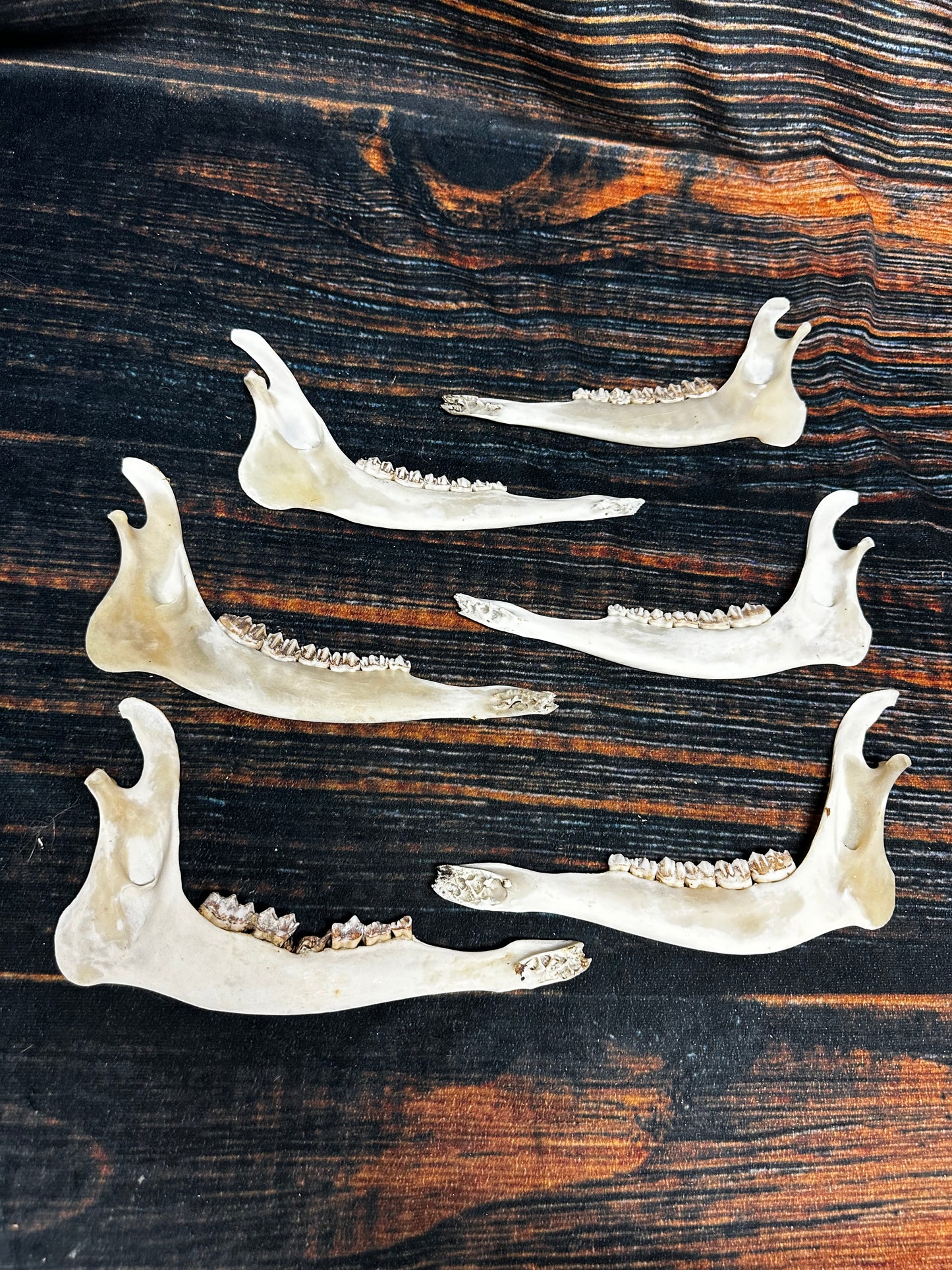 6 Real Deer Jaws KNIFE Handle Craft art supply Mountain Man bone unique gift animal mount witchcraft gothic voodoo renaissance festival