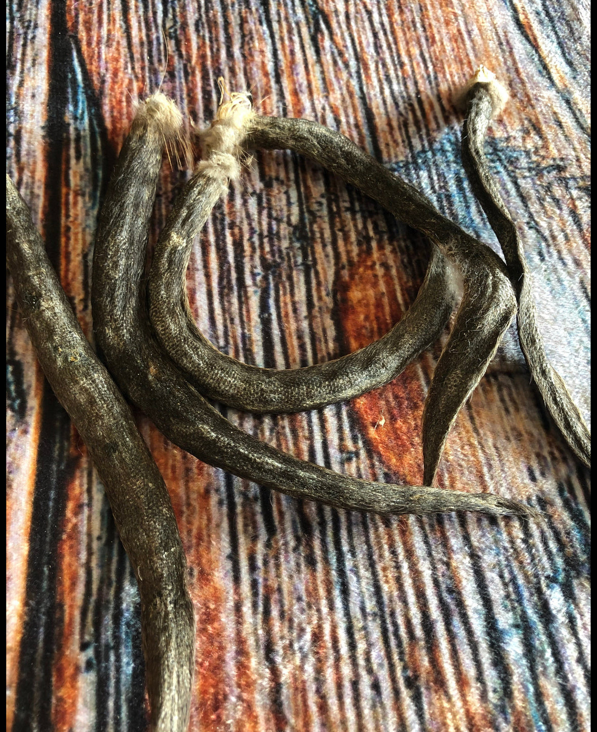 5 real muskrat Tails cured Witchcraft Voodoo Spell Skull taxidermy mount repair Craft Art Supply oddity Halloween Decore weird Unique