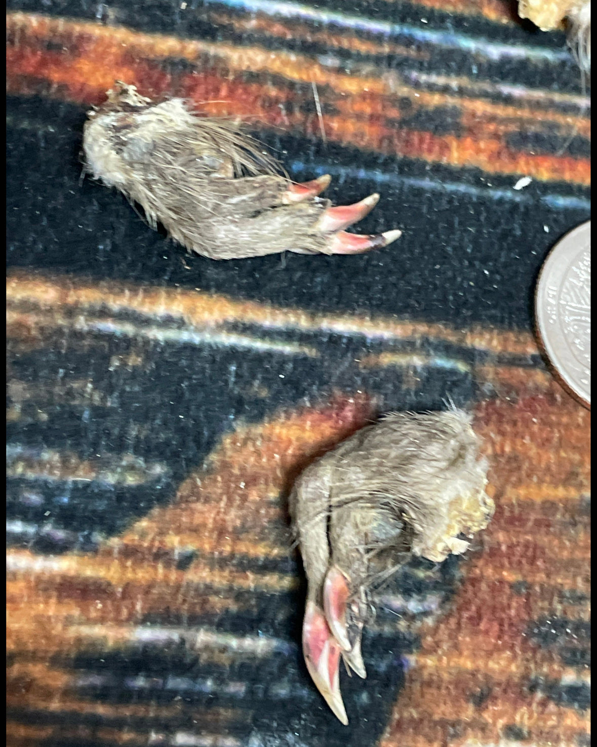 5 Real muskrat feet cured Taxidermy mount repair Witchcraft Voodoo Spell taxidermy oddity Renaissance Craft Art educational model animal odd
