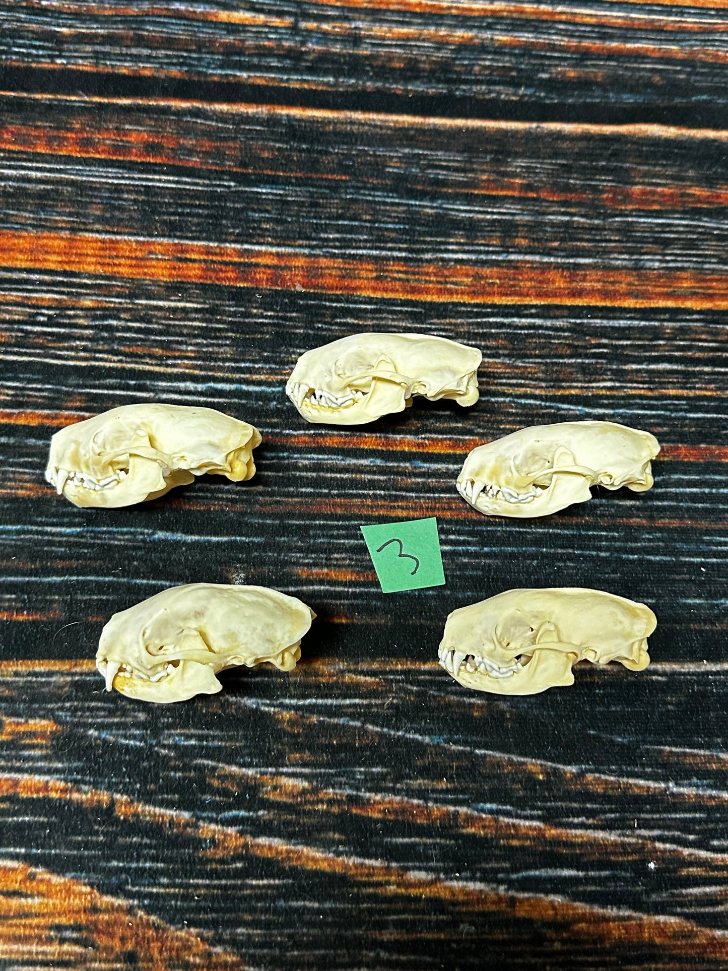 5 Real Skunk Skulls Unique Gift Craft Animal Mount Art Voodoo Decor Head Model