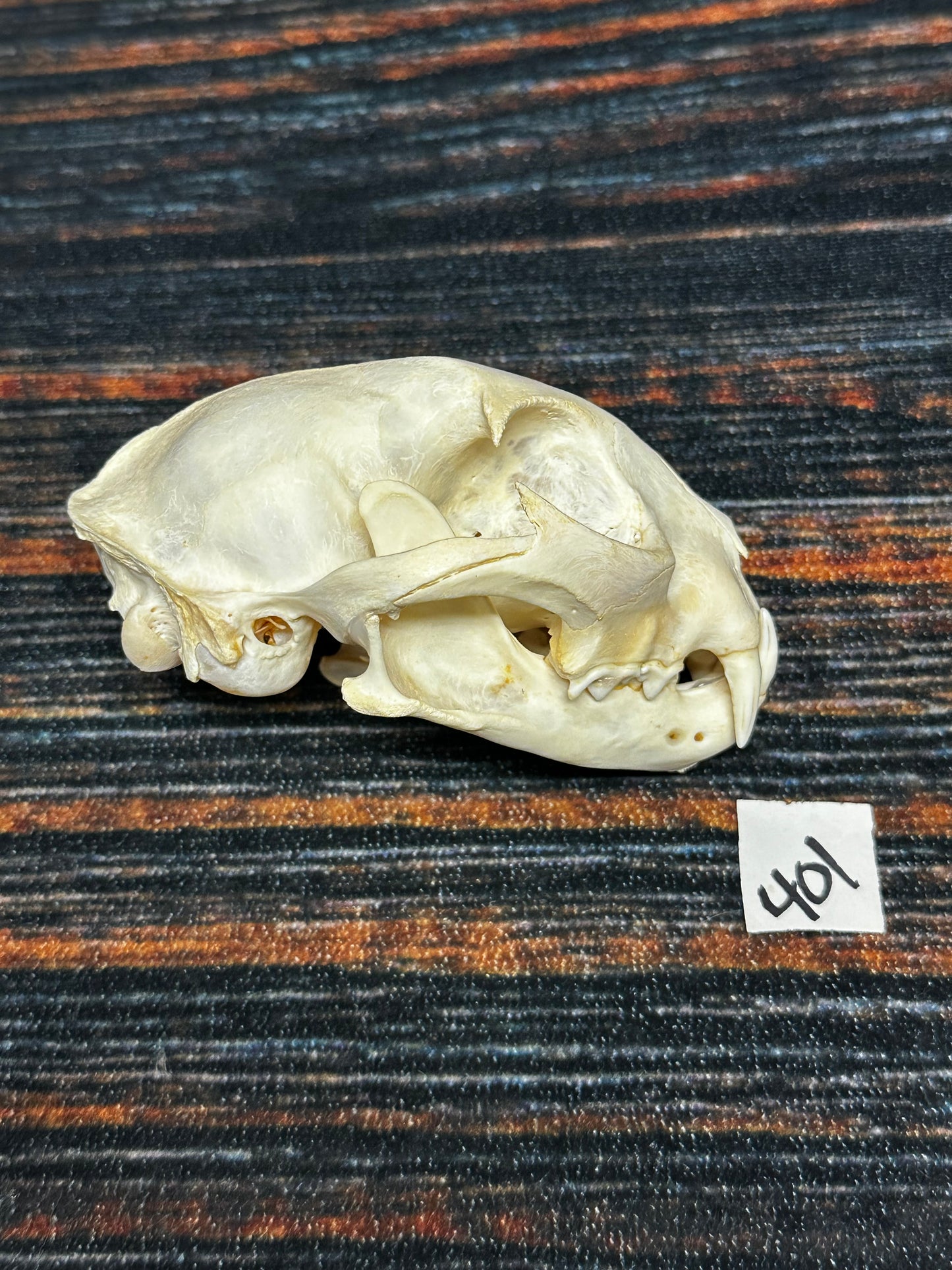 Real XL American Bobcat Skull Animal Mount Christmas Gifts Man cave Cabin Western Decor Craft Taxidermy Art craft head Voodoo hoodoo