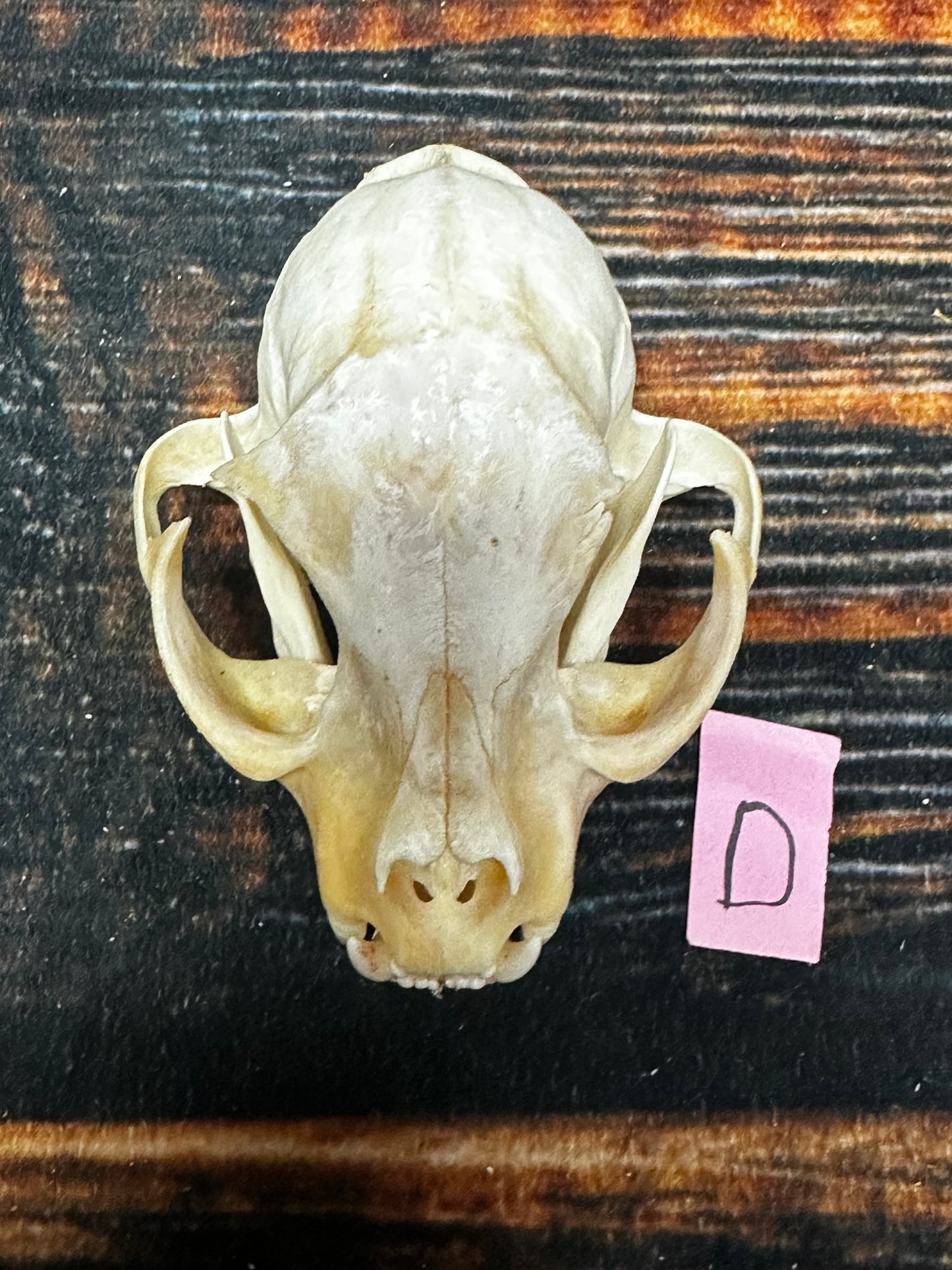 Real XL American Bobcat Skull Animal Mount Christmas Gifts Man cave Cabin Western Decor Craft Taxidermy Art craft head Voodoo hoodoo