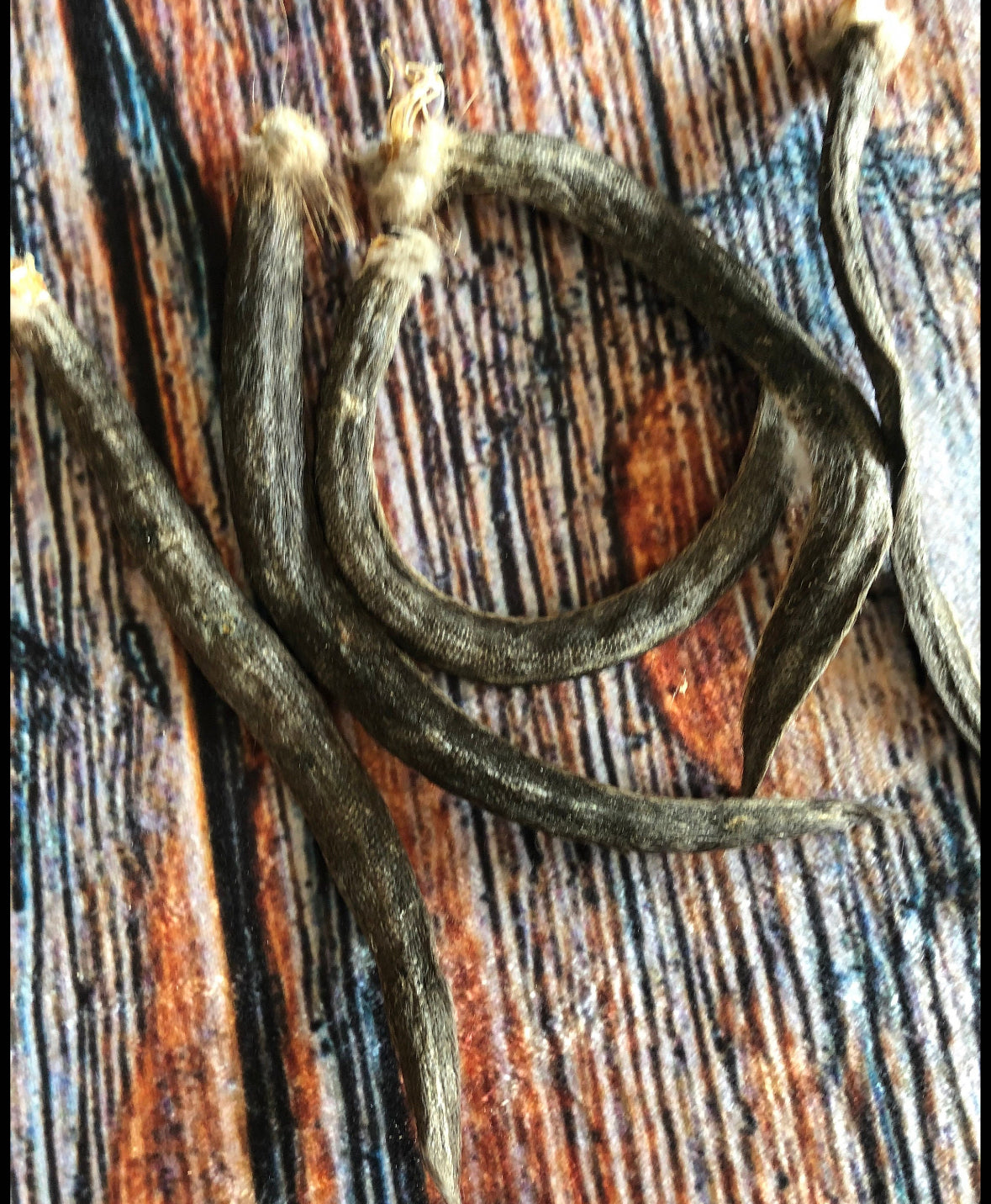 5 real muskrat Tails cured Witchcraft Voodoo Spell Skull taxidermy mount repair Craft Art Supply oddity Halloween Decore weird Unique