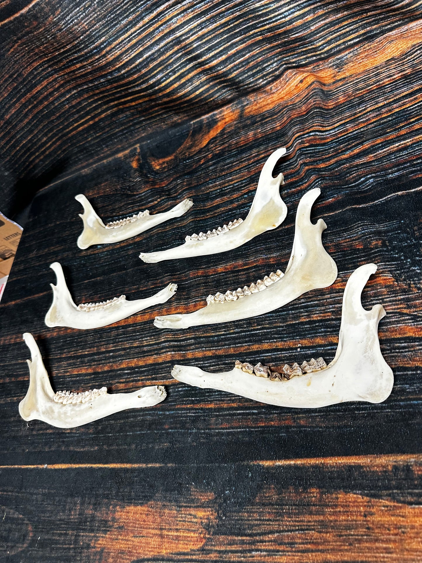 6 Real Deer Jaws KNIFE Handle Craft art supply Mountain Man bone unique gift animal mount witchcraft gothic voodoo renaissance festival