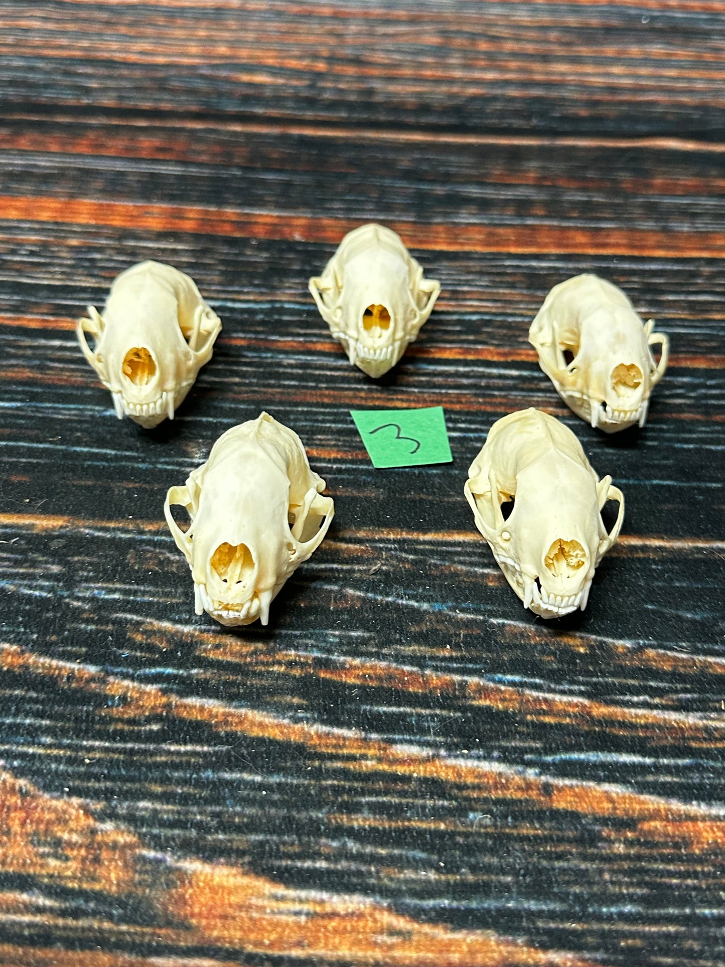 5 Real Skunk Skulls Unique Gift Craft Animal Mount Art Voodoo Decor Head Model