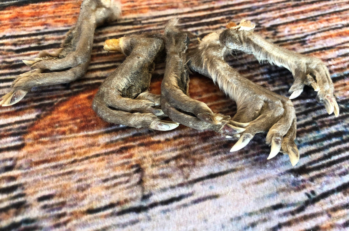 5 Real muskrat feet cured Taxidermy mount repair Witchcraft Voodoo Spell taxidermy oddity Renaissance Craft Art educational model animal odd