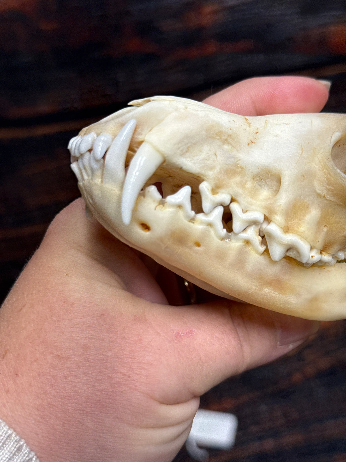 Real Red Fox Skull
