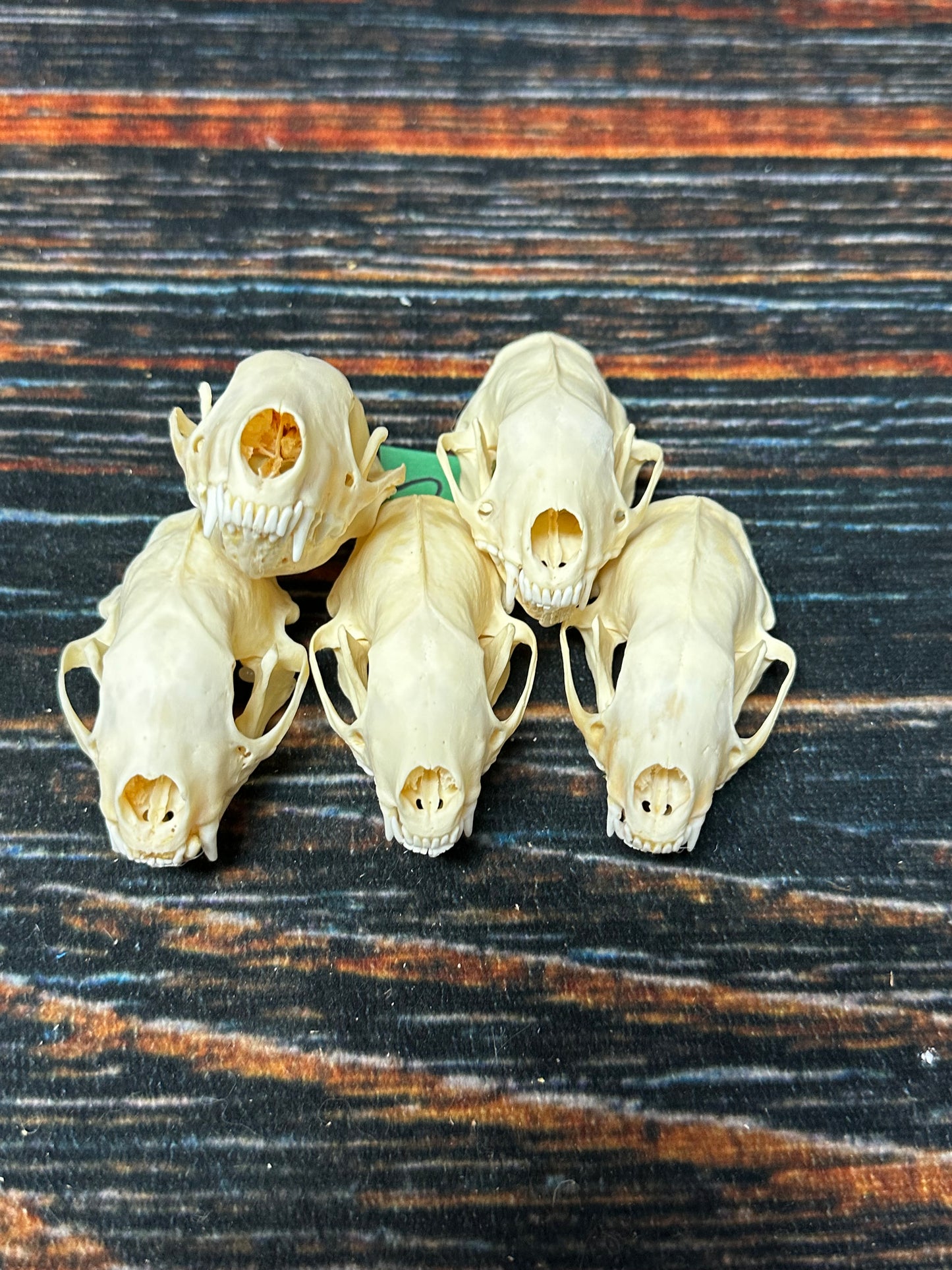 5 Real Skunk Skulls Unique Gift Craft Animal Mount Art Voodoo Decor Head Model