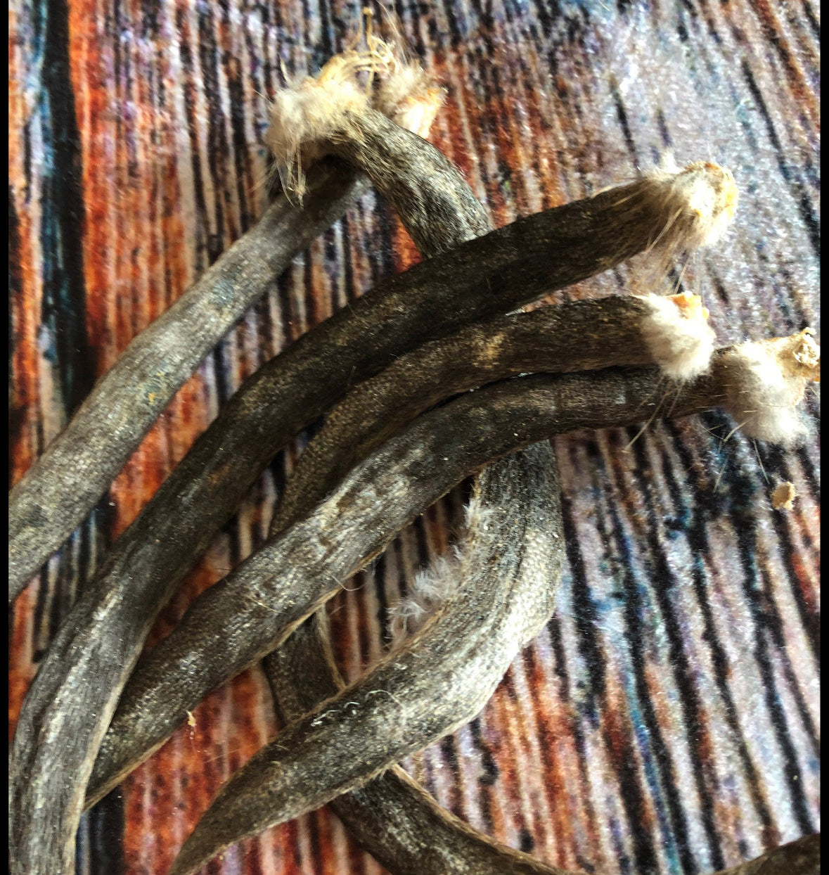 5 real muskrat Tails cured Witchcraft Voodoo Spell Skull taxidermy mount repair Craft Art Supply oddity Halloween Decore weird Unique
