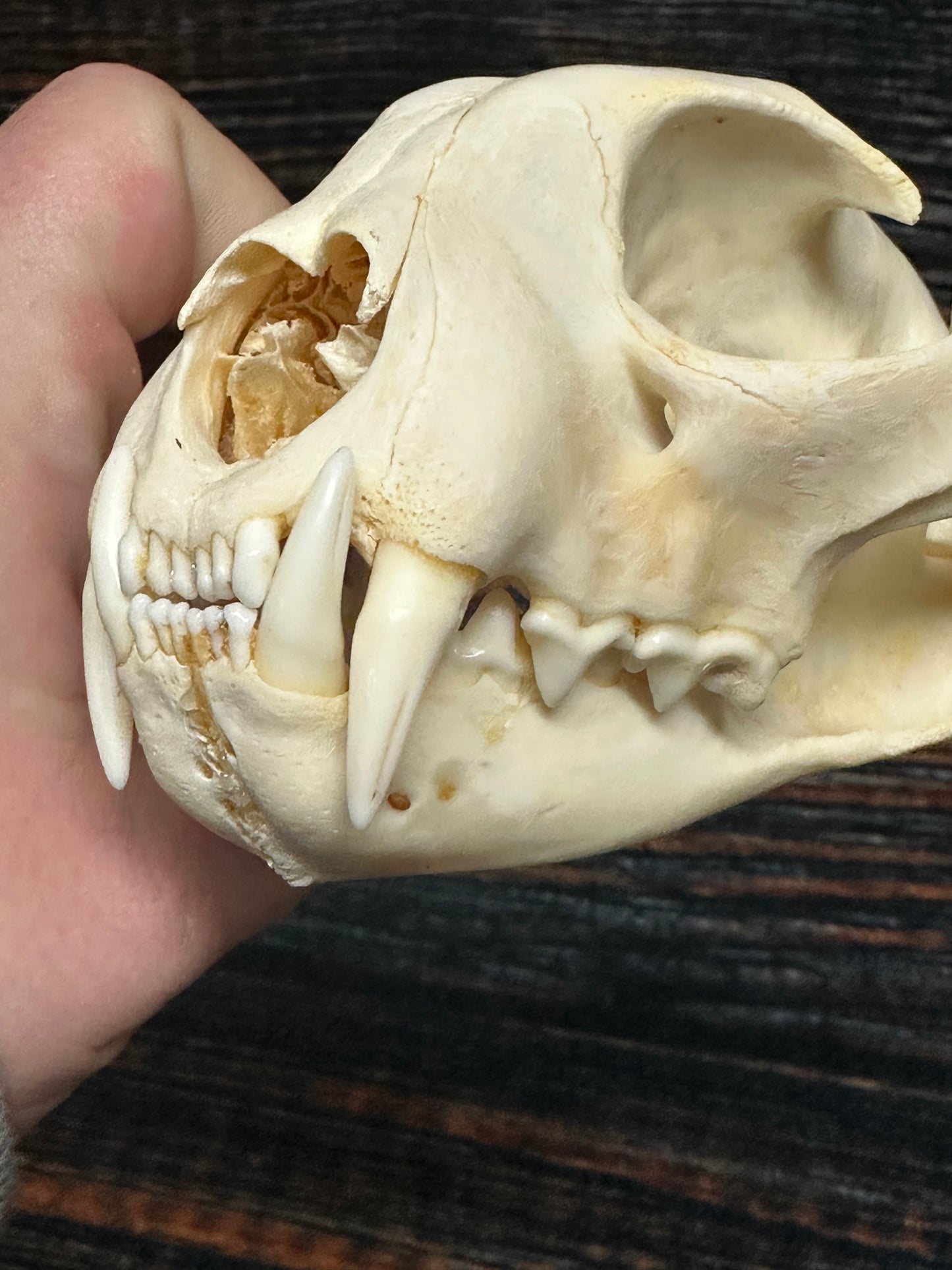Real XL American Bobcat Skull Animal Mount Christmas Gifts Man cave Cabin Western Decor Craft Taxidermy Art craft head Voodoo hoodoo