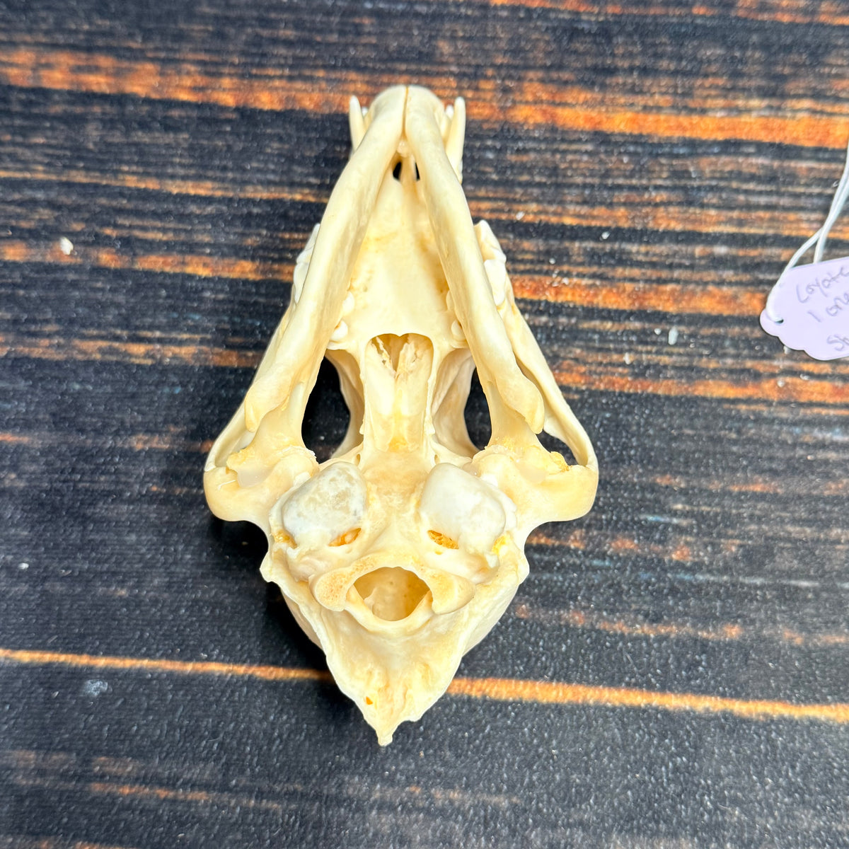 XL COYOTE SKULL