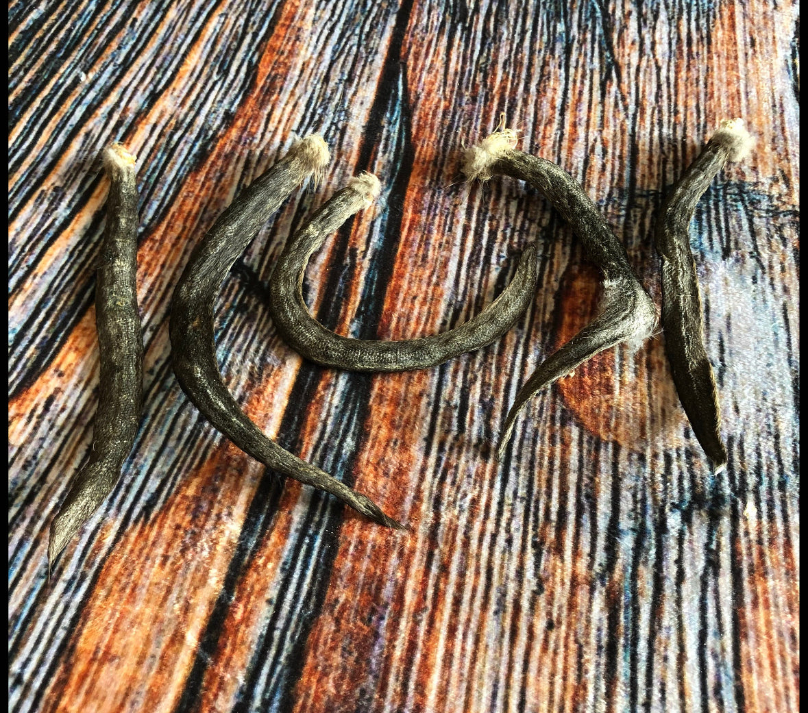 5 real muskrat Tails cured Witchcraft Voodoo Spell Skull taxidermy mount repair Craft Art Supply oddity Halloween Decore weird Unique