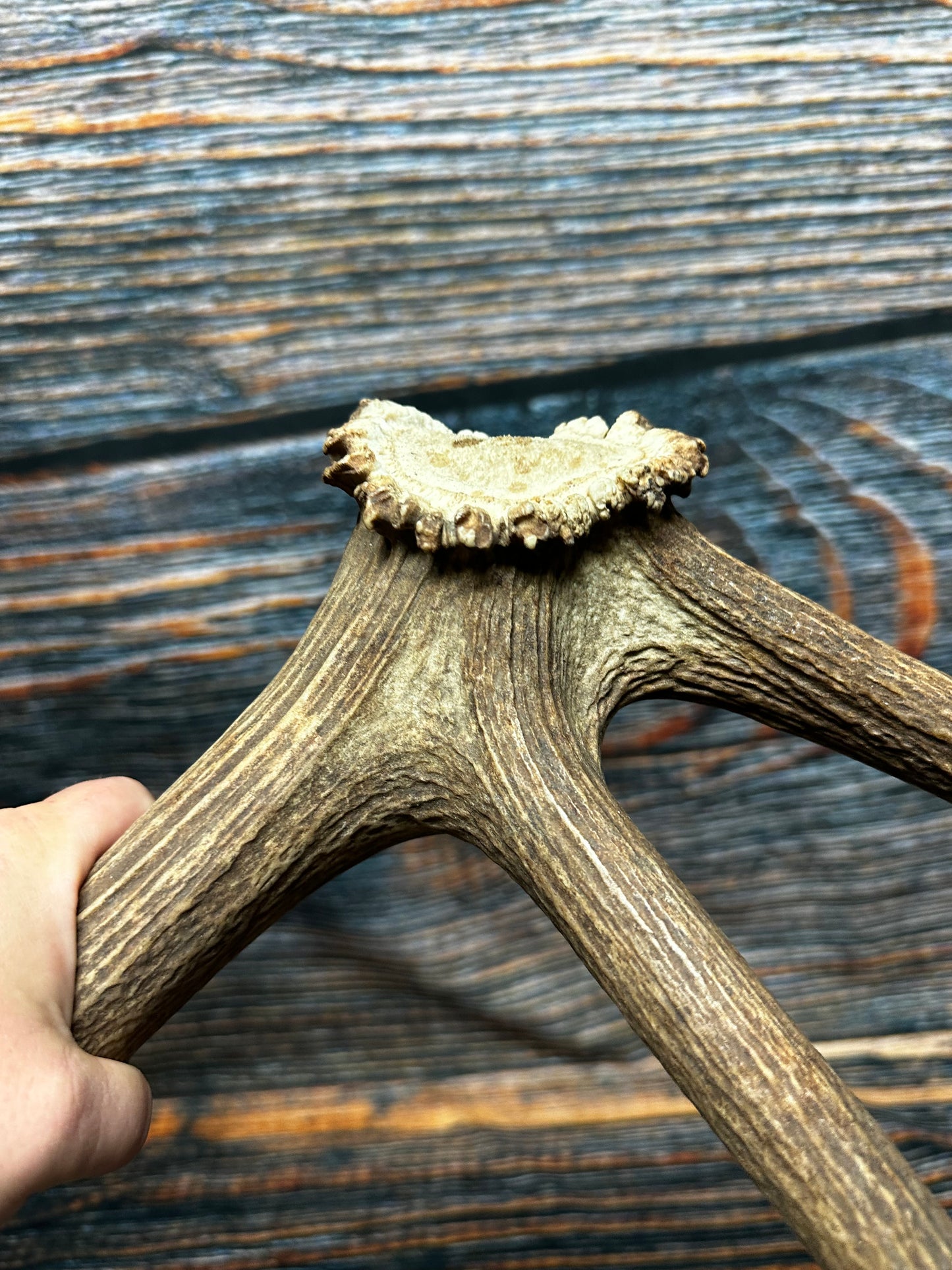 Wild Elk Shed Antler Horn Unique Christmas Gift art craft yard wedding decoration Halloween she shed man cave western animal self standing