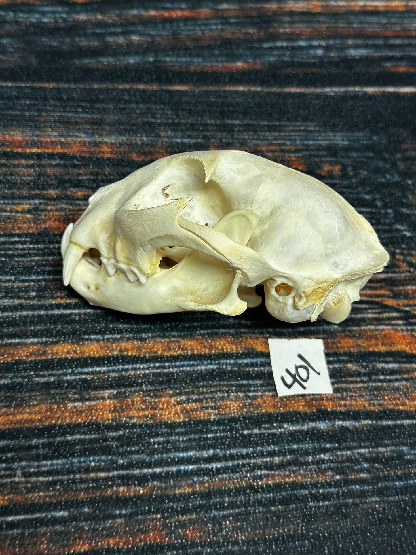 Real XL American Bobcat Skull Animal Mount Christmas Gifts Man cave Cabin Western Decor Craft Taxidermy Art craft head Voodoo hoodoo