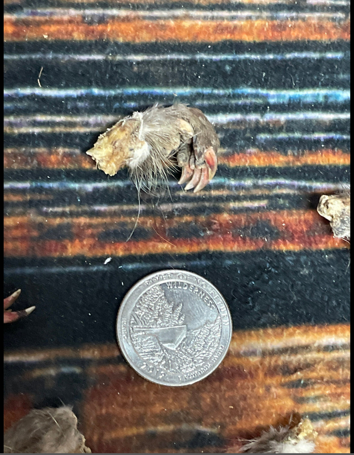 5 Real muskrat feet cured Taxidermy mount repair Witchcraft Voodoo Spell taxidermy oddity Renaissance Craft Art educational model animal odd