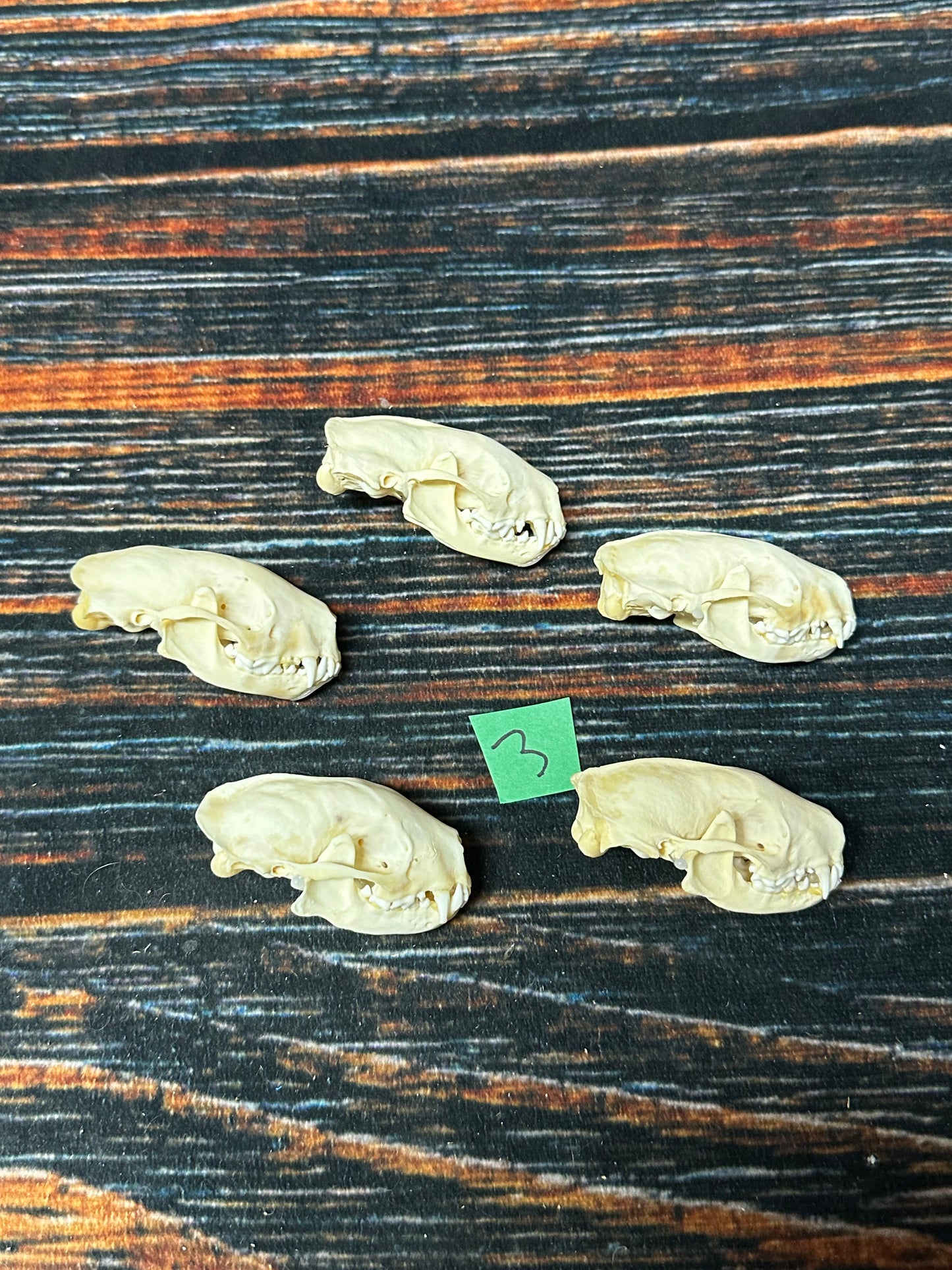 5 Real Skunk Skulls Unique Gift Craft Animal Mount Art Voodoo Decor Head Model