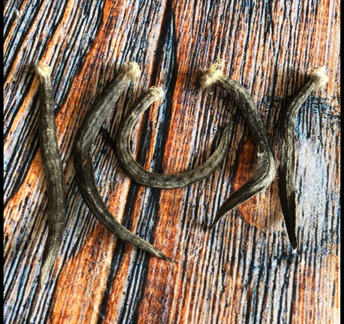 5 real muskrat Tails cured Witchcraft Voodoo Spell Skull taxidermy mount repair Craft Art Supply oddity Halloween Decore weird Unique
