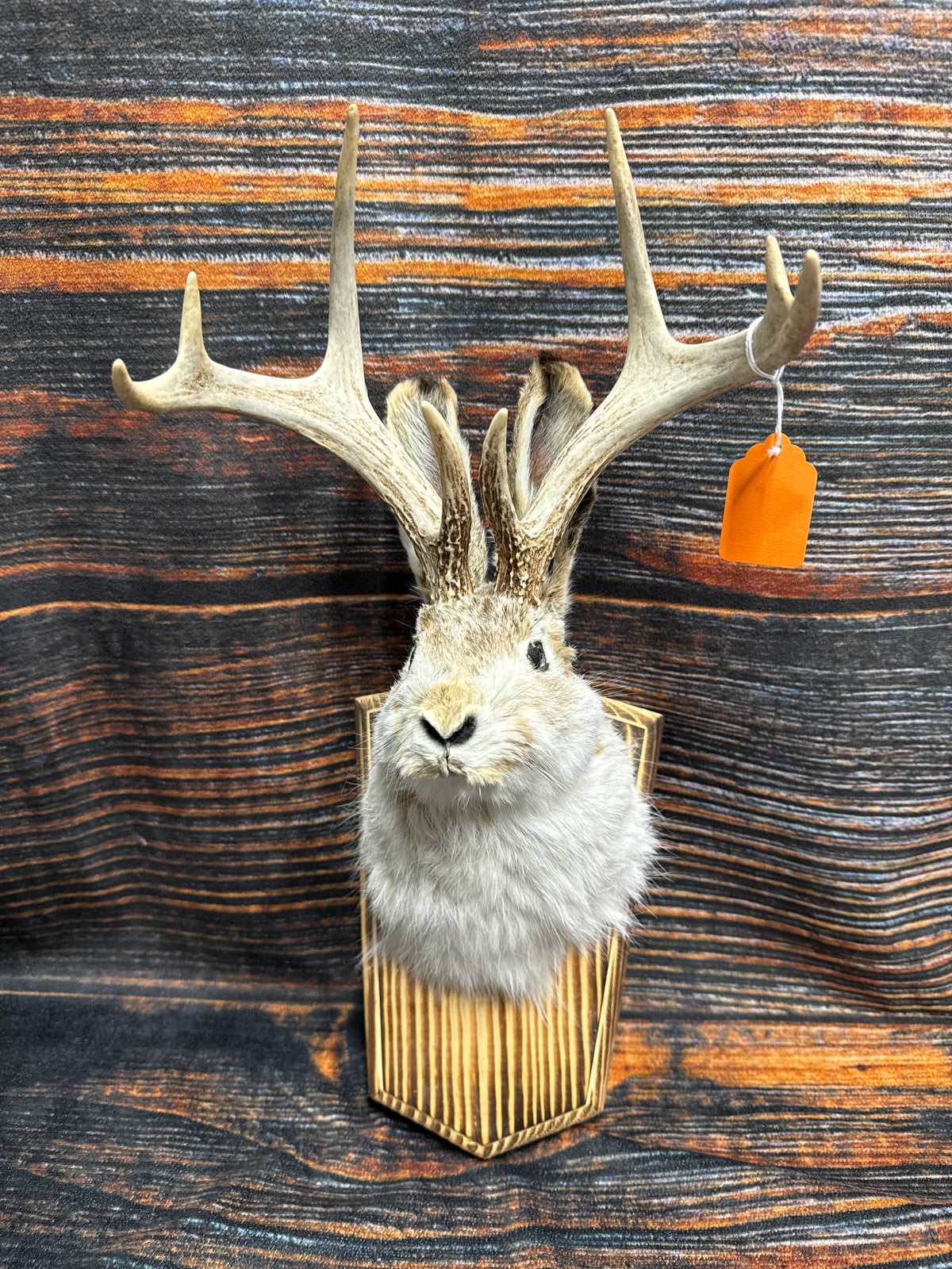 Unique South Dakota Jackalope Mount