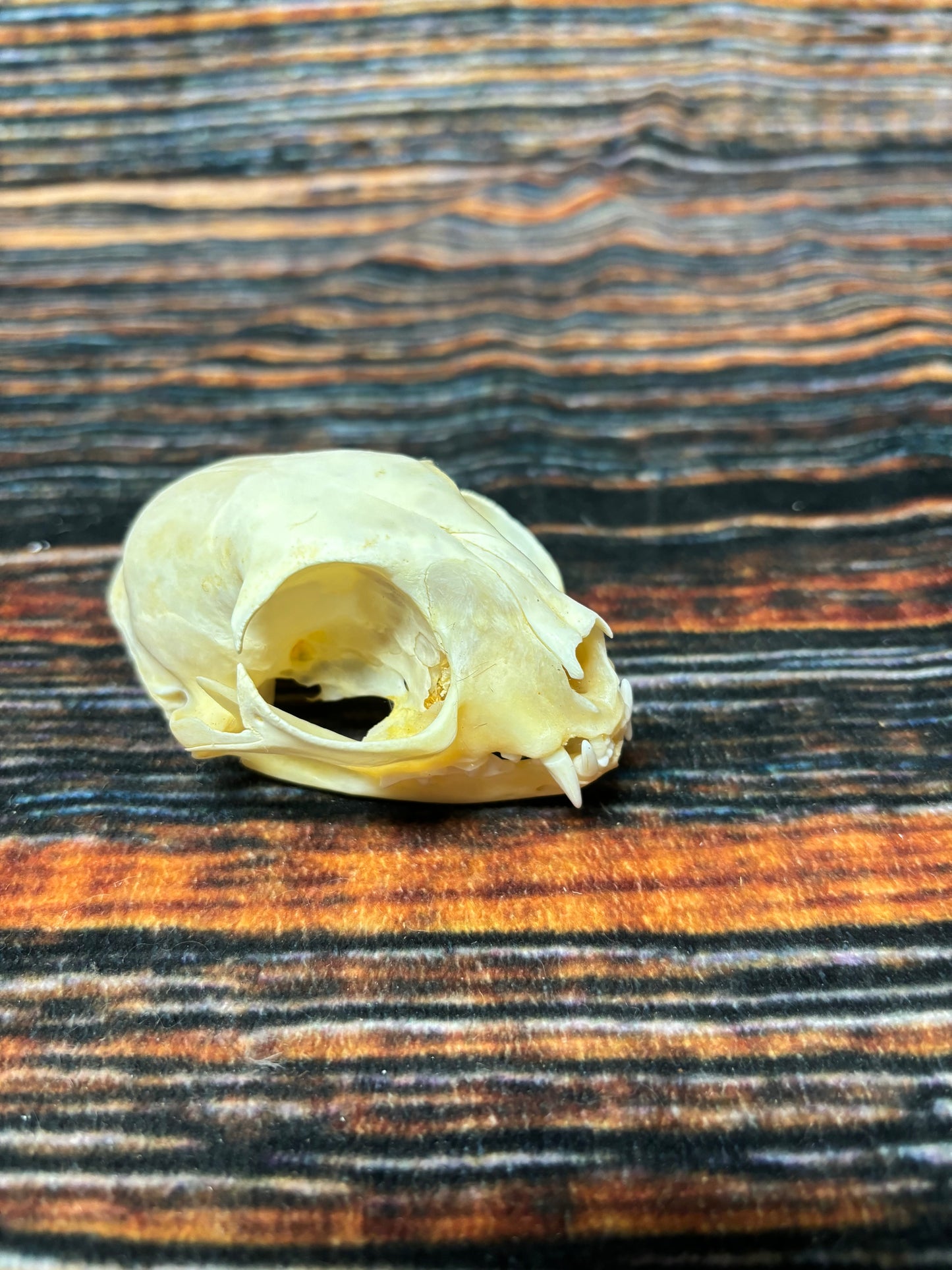 Real Feral Cat Skull