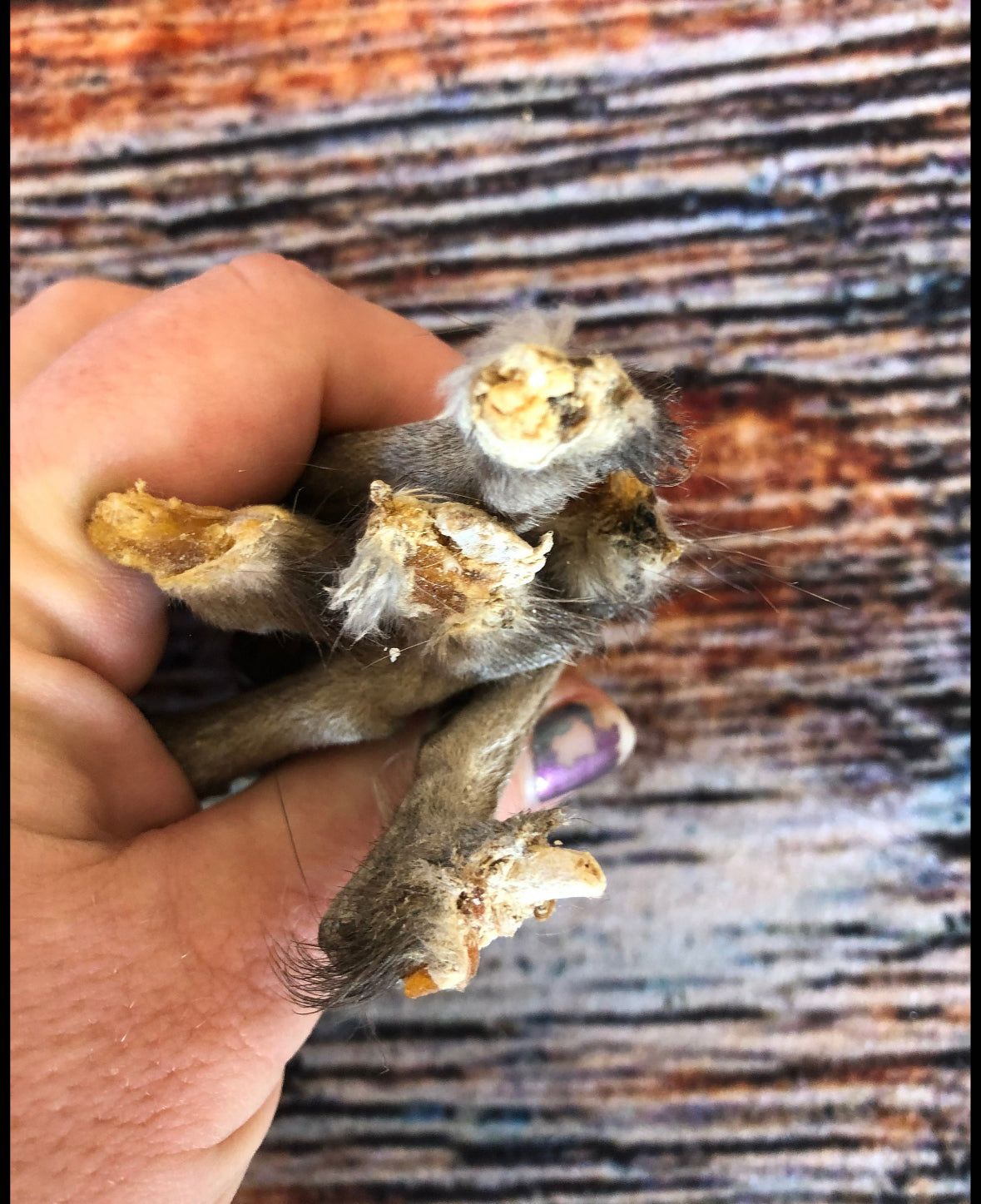 5 Real muskrat feet cured Taxidermy mount repair Witchcraft Voodoo Spell taxidermy oddity Renaissance Craft Art educational model animal odd