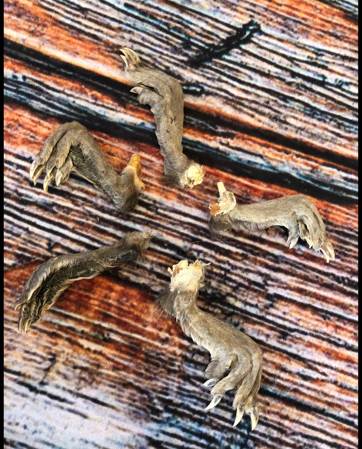 5 Real muskrat feet cured Taxidermy mount repair Witchcraft Voodoo Spell taxidermy oddity Renaissance Craft Art educational model animal odd
