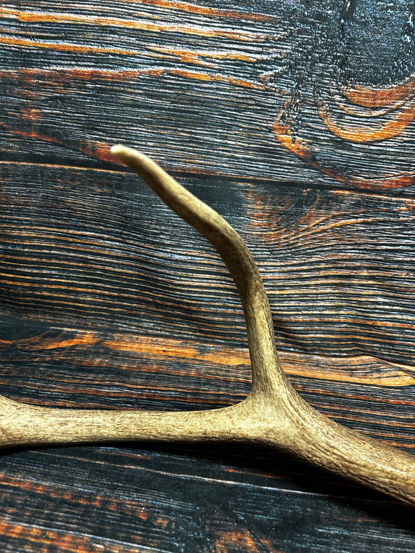 Wild Elk Shed Antler Horn Unique Christmas Gift art craft yard wedding decoration Halloween she shed man cave western animal self standing