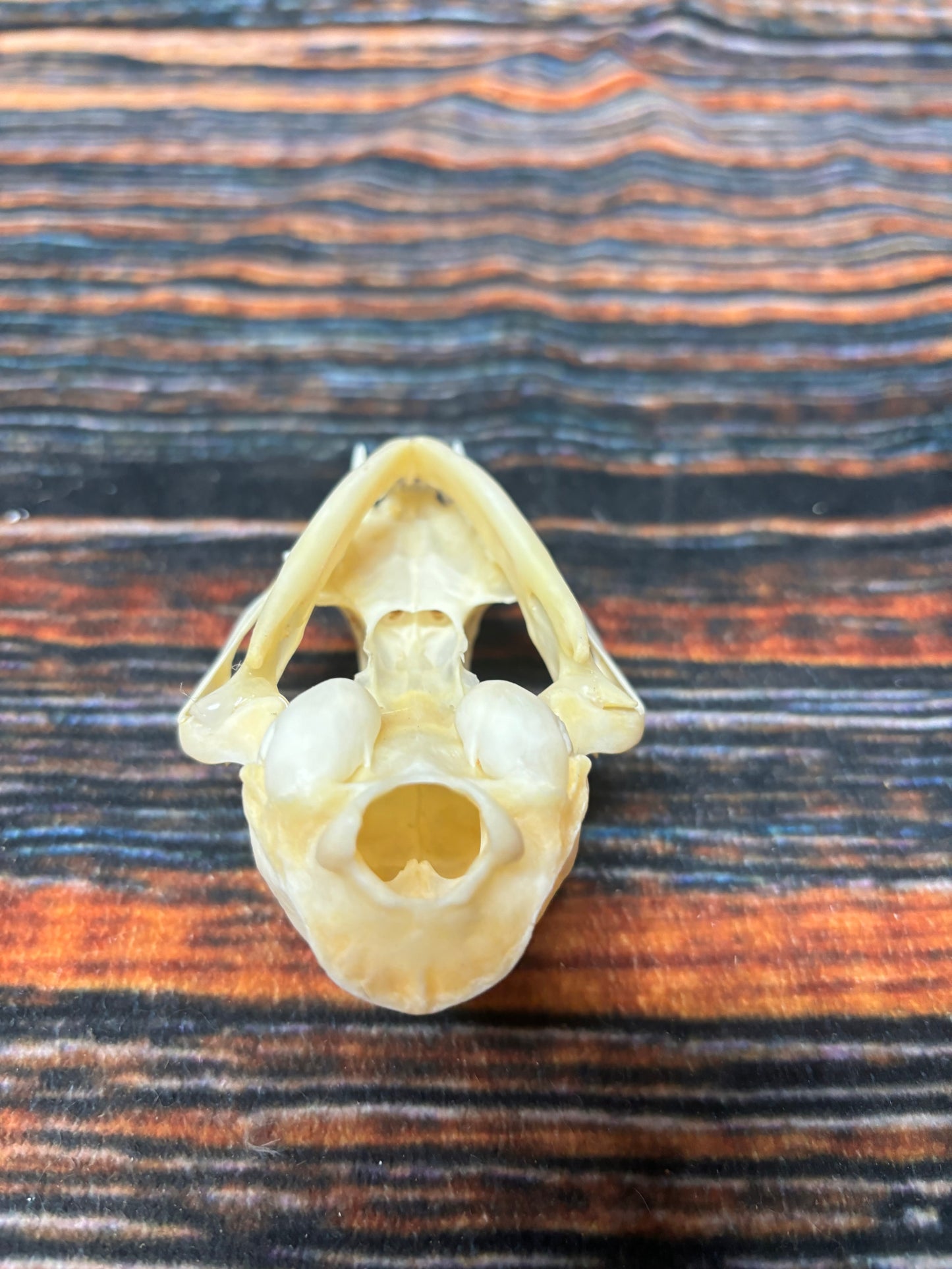 Real Feral Cat Skull