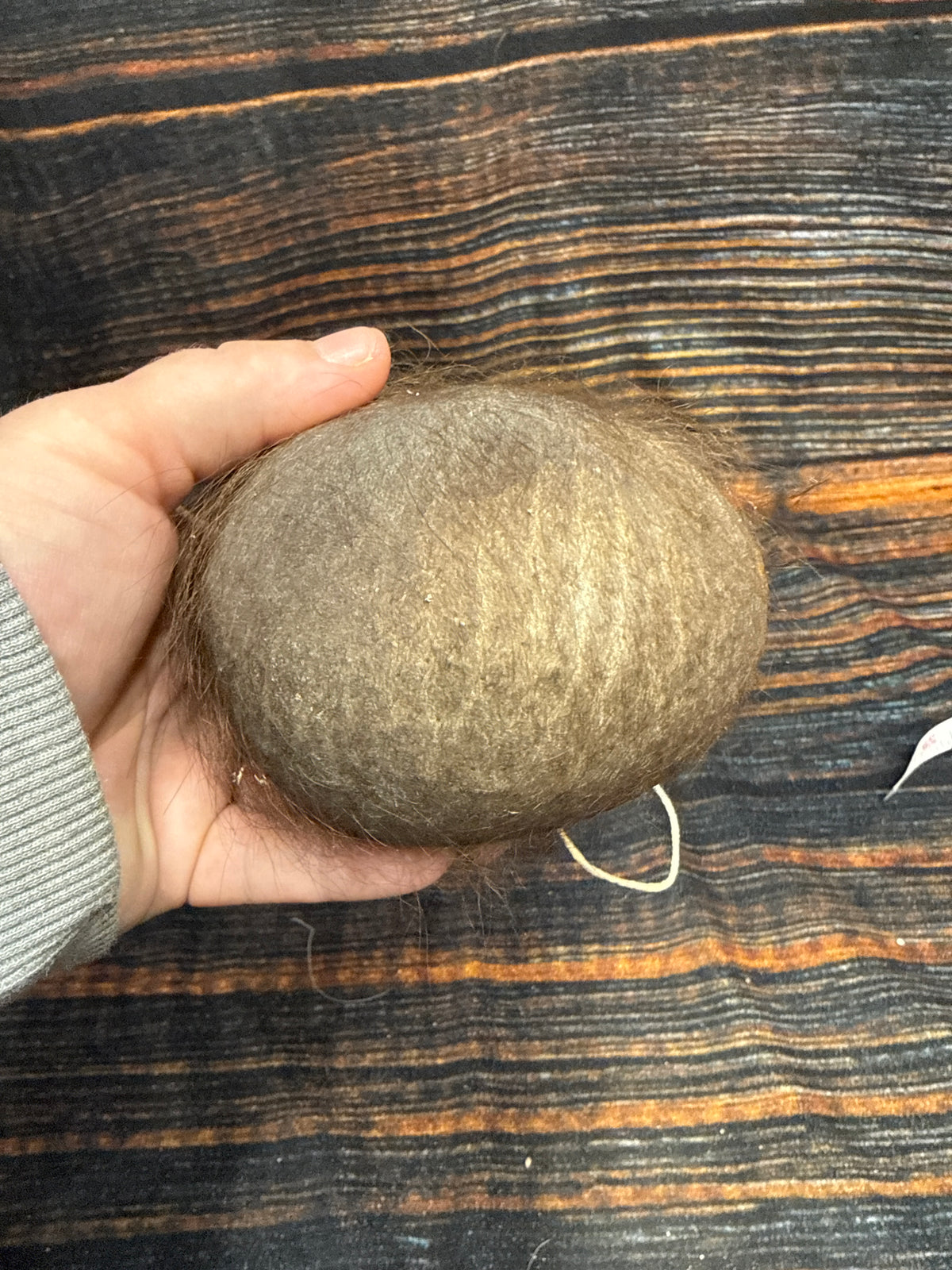 Buffalo scrotum real Bison Ball bag oddity nutsack gag gift winter bag art Odd man cave cabin decor conversation piece hide nut sack rare (Copy 3)