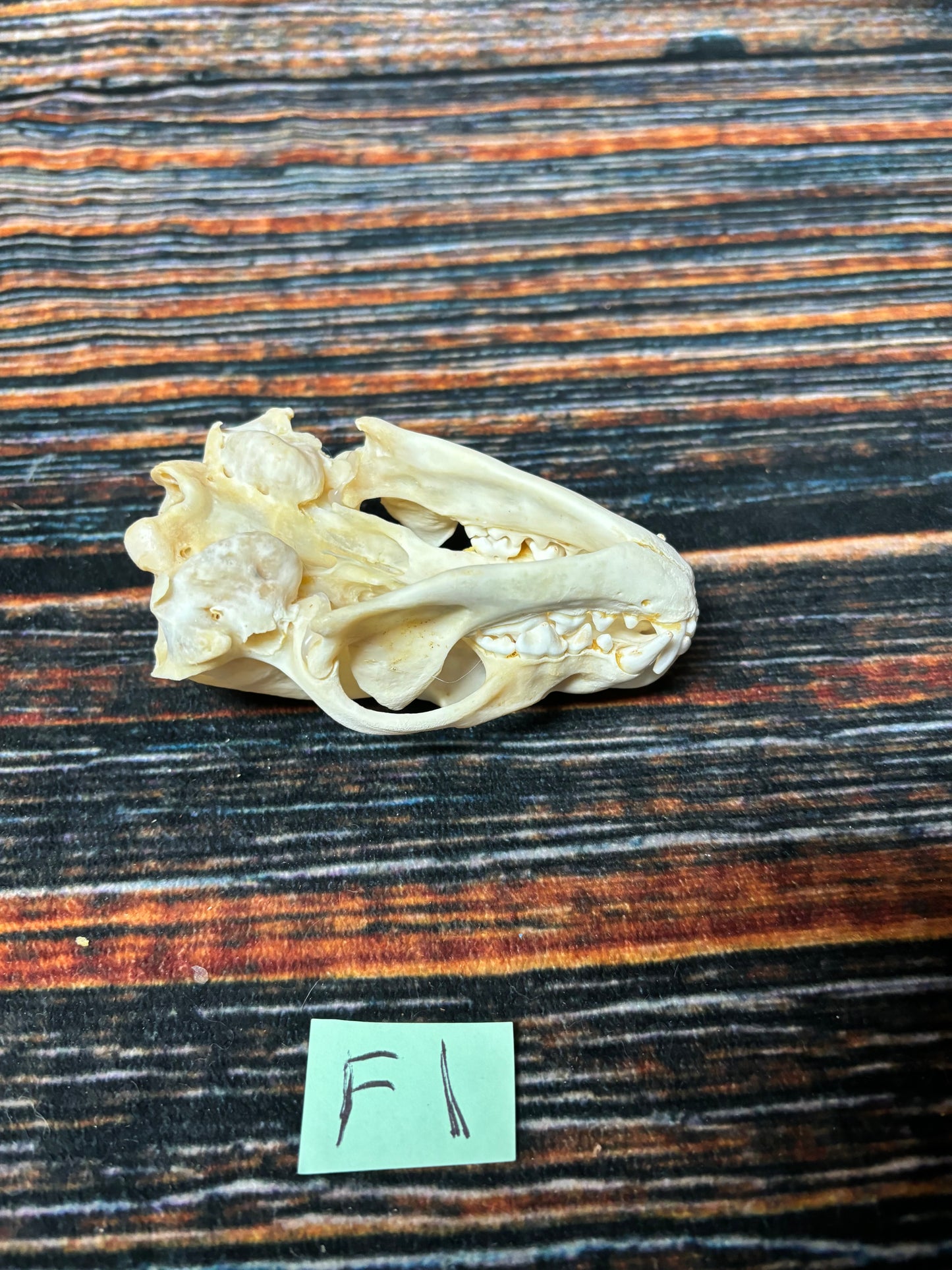 Real XL BADGER Skull Bone Animal Mount man cave cabin Decor art craft Supply Odd Unique Christmas Gift Witchcraft Gothic Steampunk festival