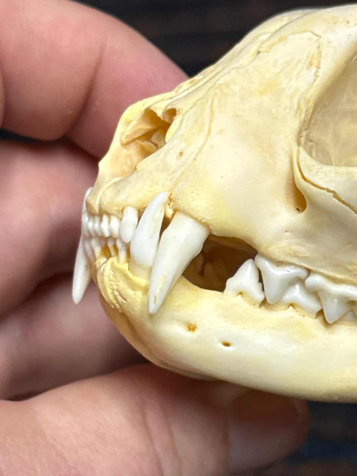 Real Feral Cat Skull, 4-Inch Specimen
