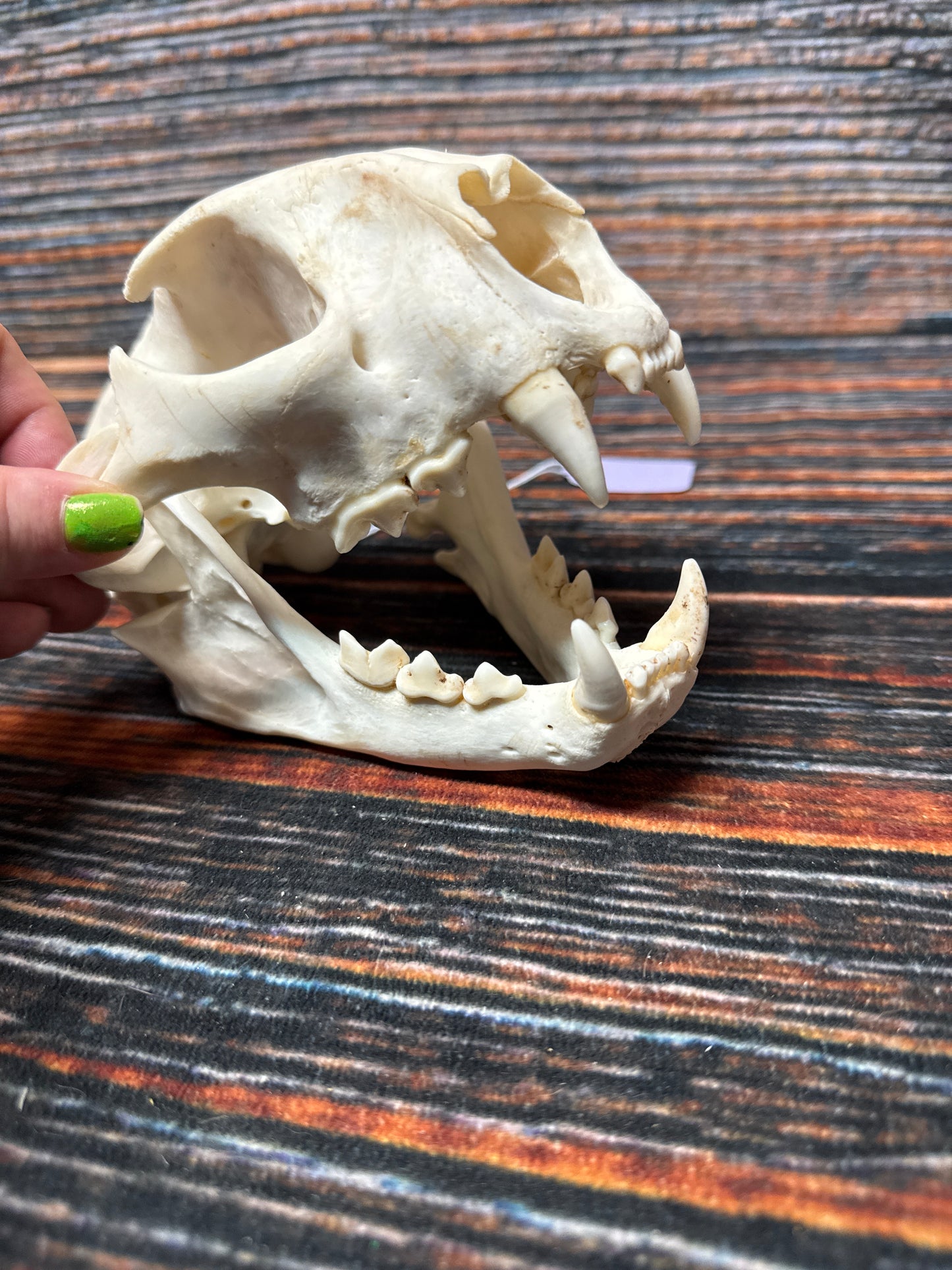 Real Mountain Lion Skull