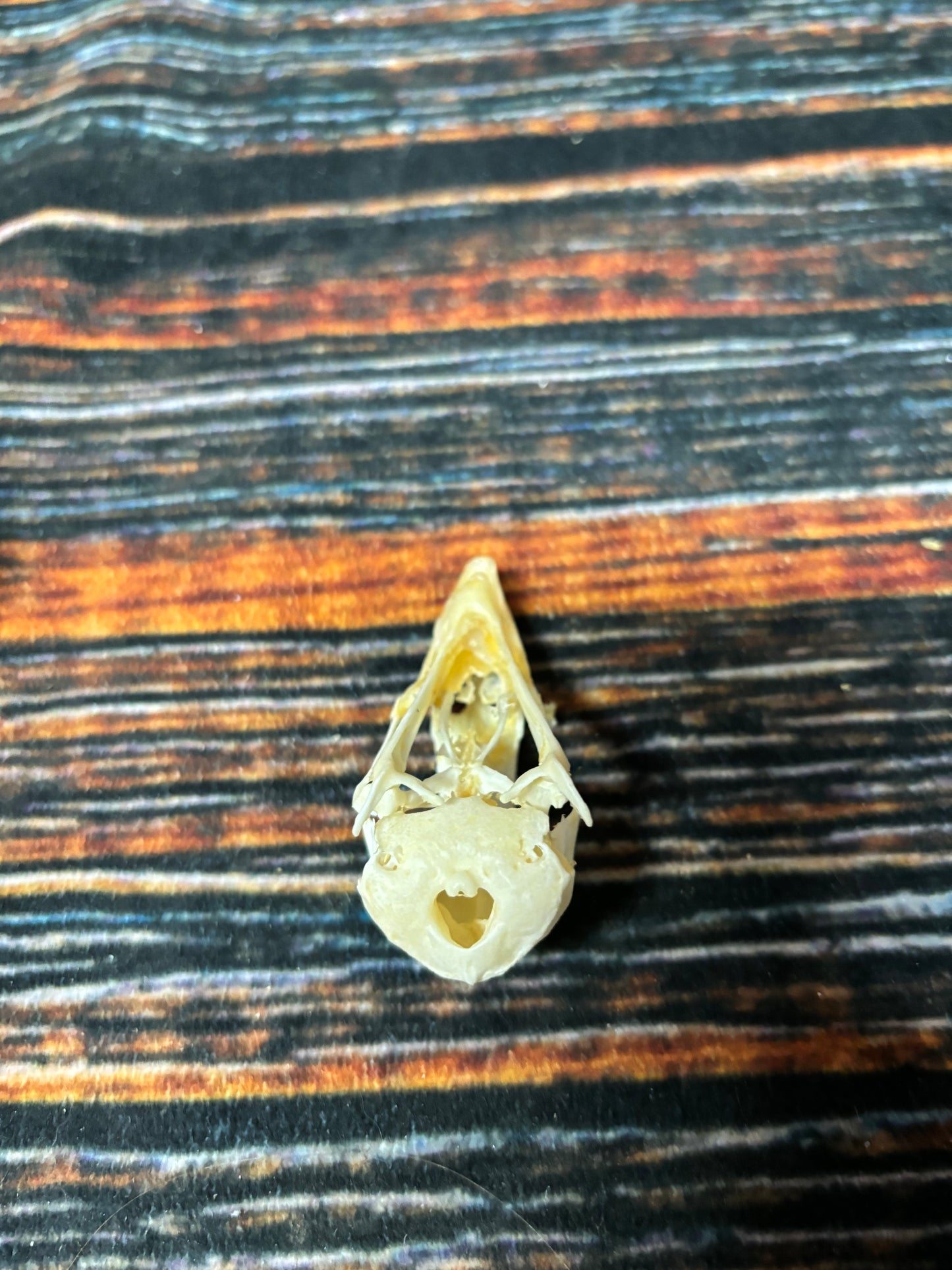 CHICKEN SKULL