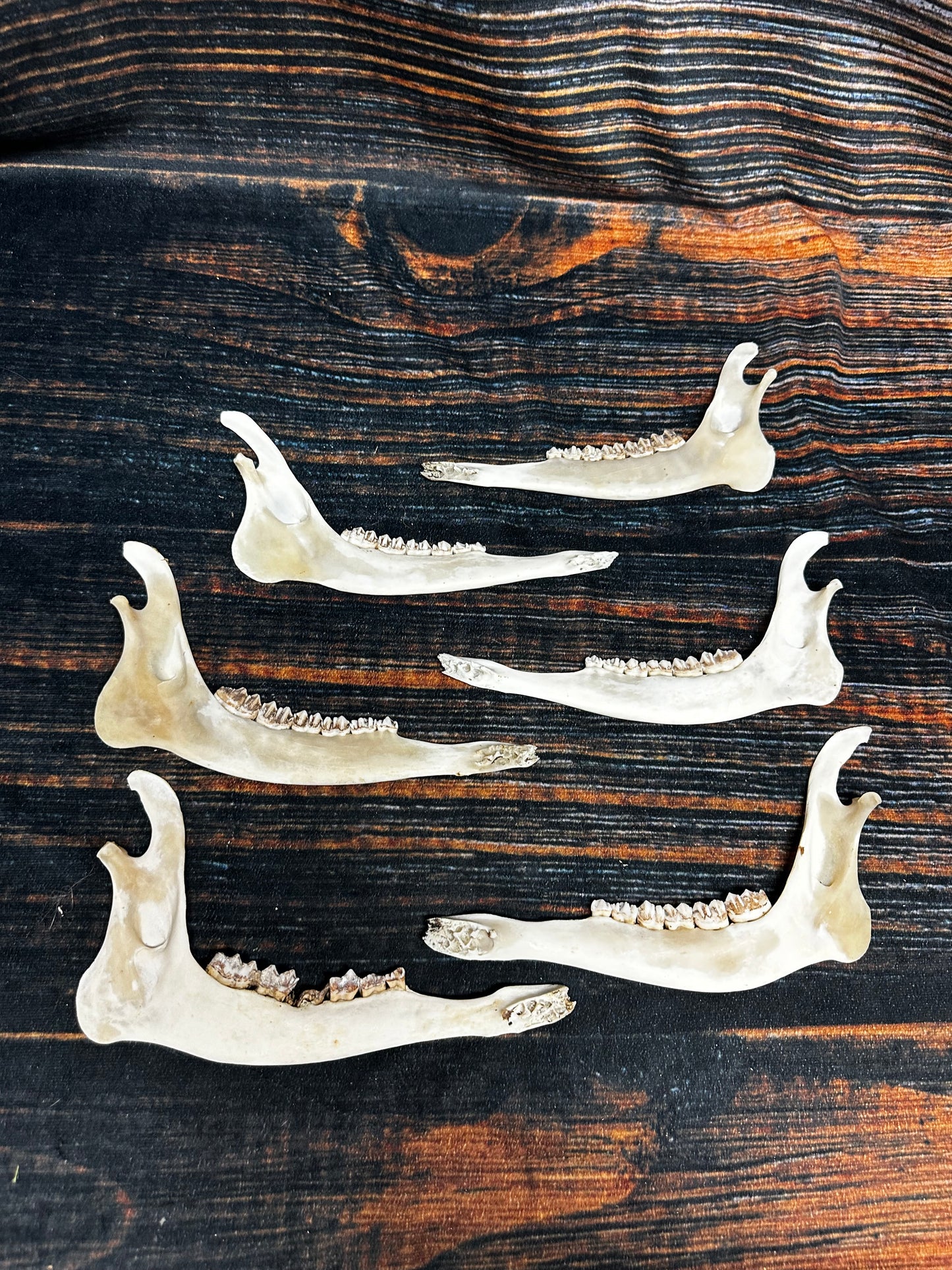 6 Real Deer Jaws KNIFE Handle Craft art supply Mountain Man bone unique gift animal mount witchcraft gothic voodoo renaissance festival