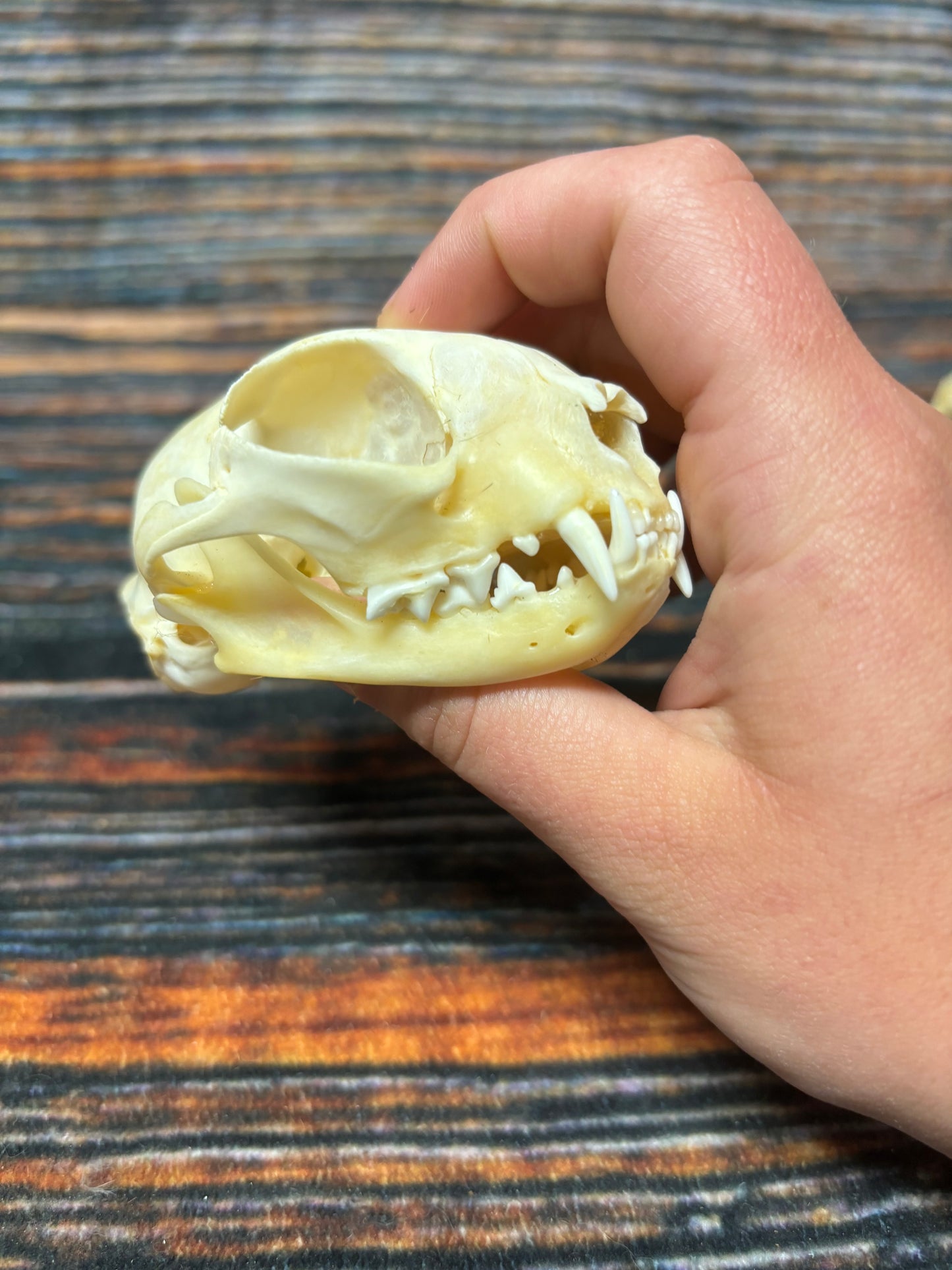 Real Feral Cat Skull