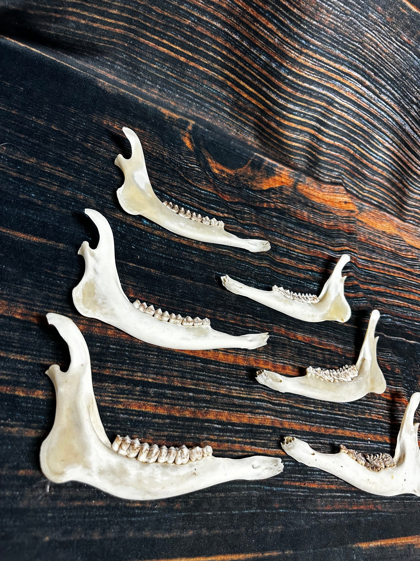 6 Real Deer Jaws KNIFE Handle Craft art supply Mountain Man bone unique gift animal mount witchcraft gothic voodoo renaissance festival