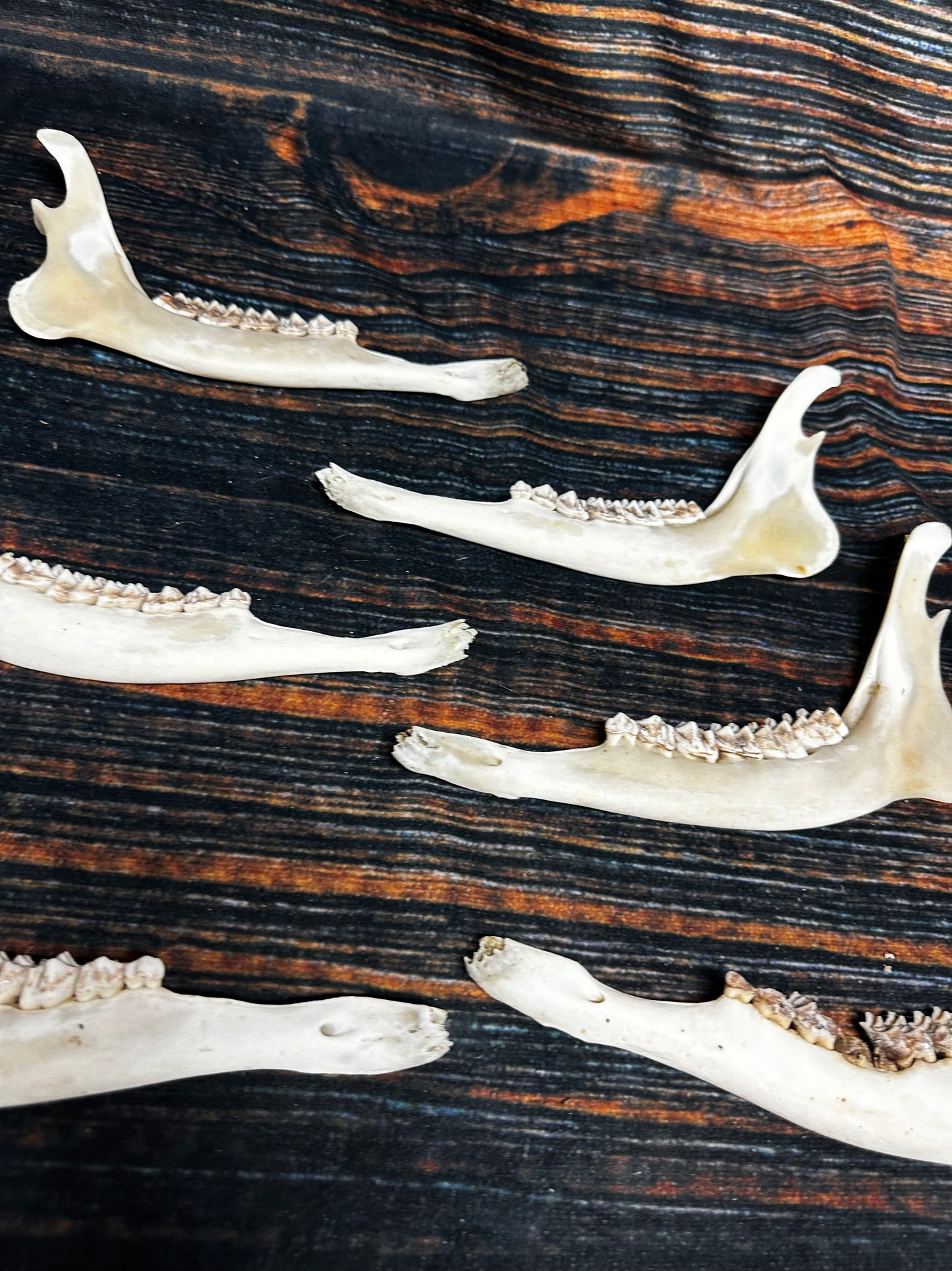 6 Real Deer Jaws KNIFE Handle Craft art supply Mountain Man bone unique gift animal mount witchcraft gothic voodoo renaissance festival