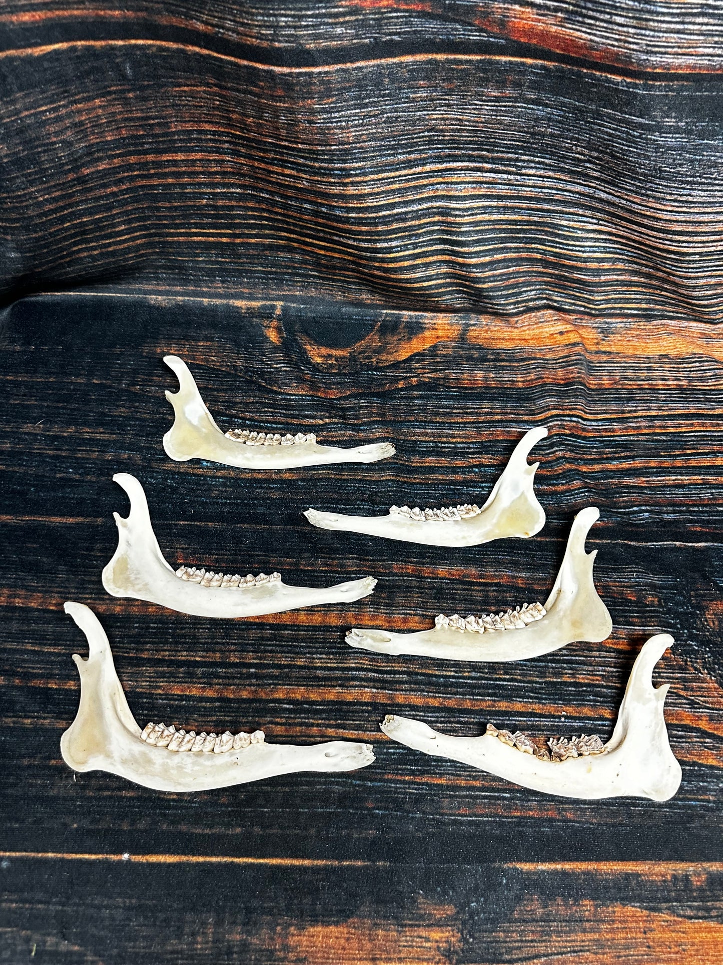 6 Real Deer Jaws KNIFE Handle Craft art supply Mountain Man bone unique gift animal mount witchcraft gothic voodoo renaissance festival