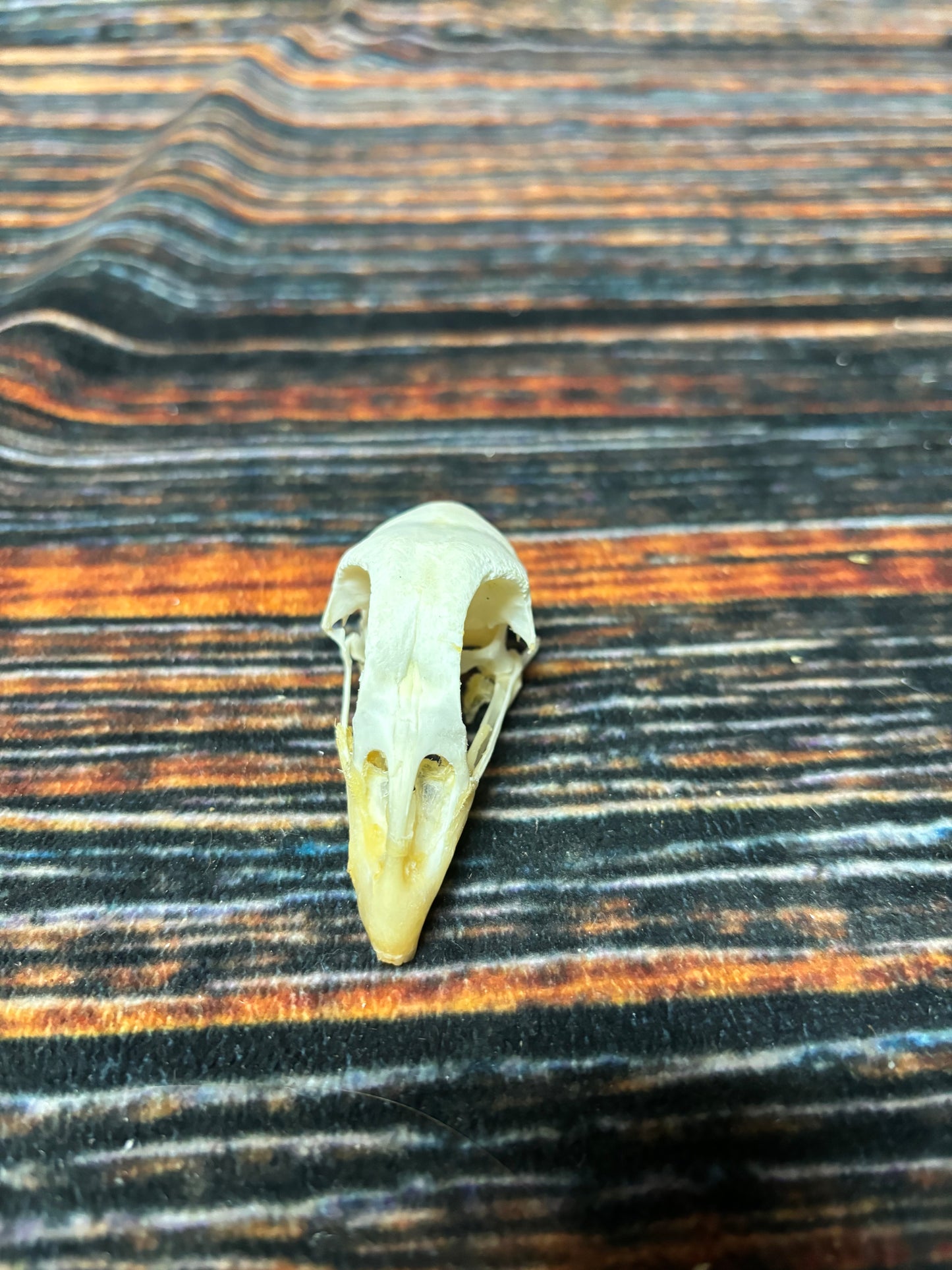 CHICKEN SKULL