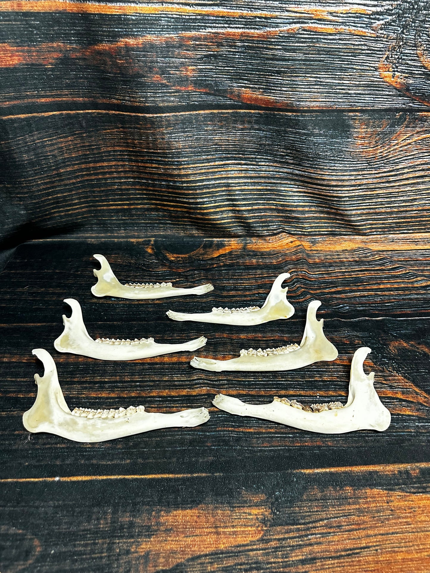 6 Real Deer Jaws KNIFE Handle Craft art supply Mountain Man bone unique gift animal mount witchcraft gothic voodoo renaissance festival