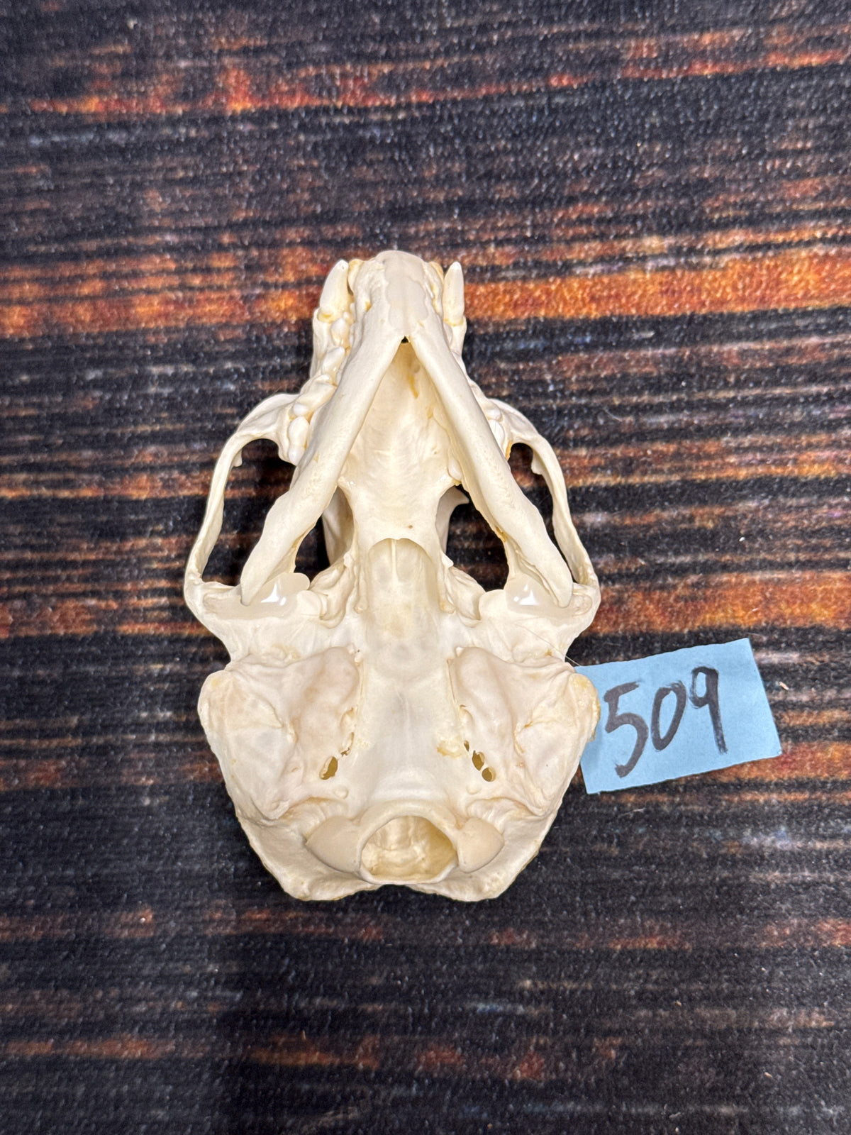 AMERICAN XL RIVER OTTER (Copy)