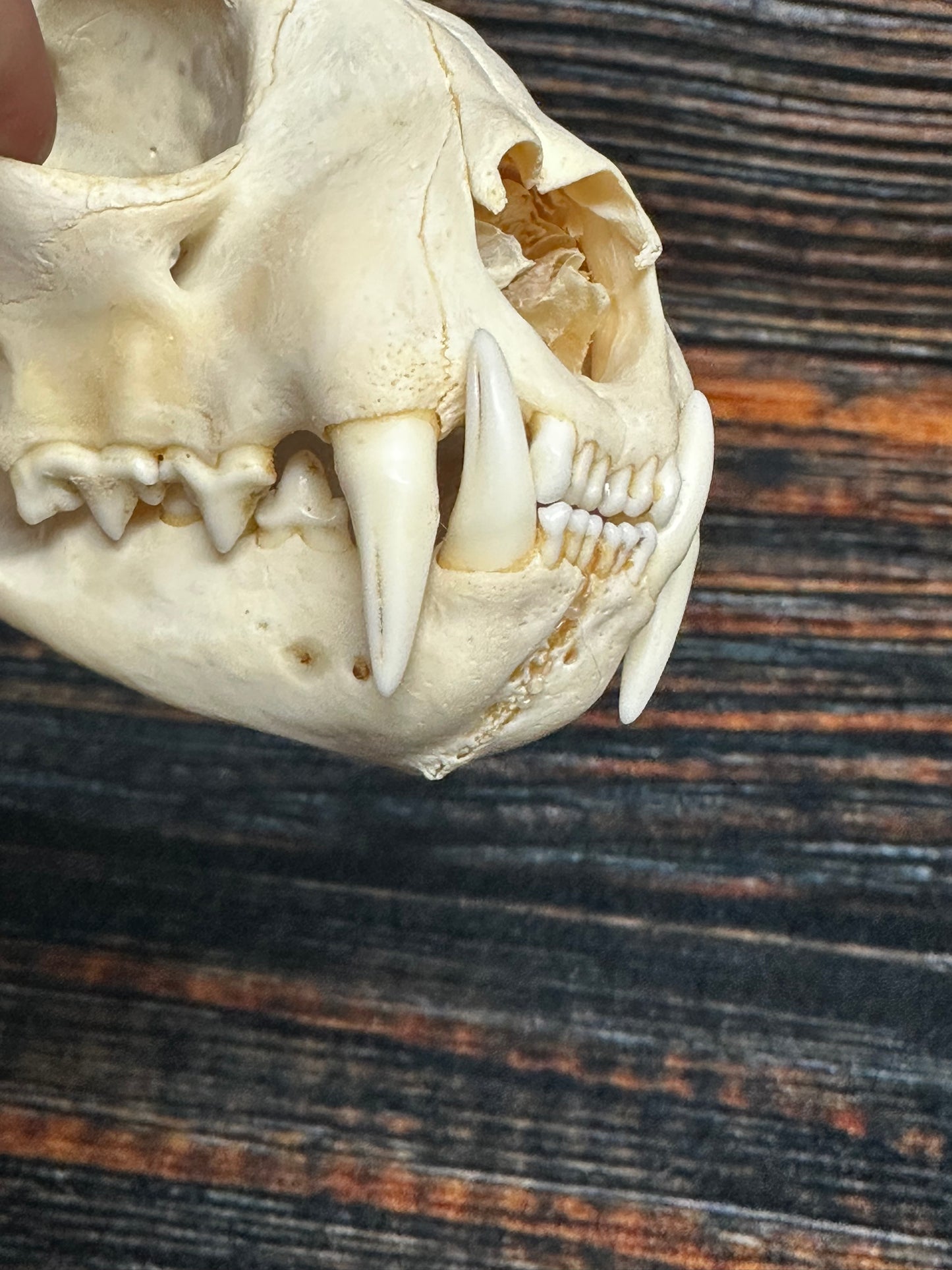 Real XL American Bobcat Skull Animal Mount Christmas Gifts Man cave Cabin Western Decor Craft Taxidermy Art craft head Voodoo hoodoo