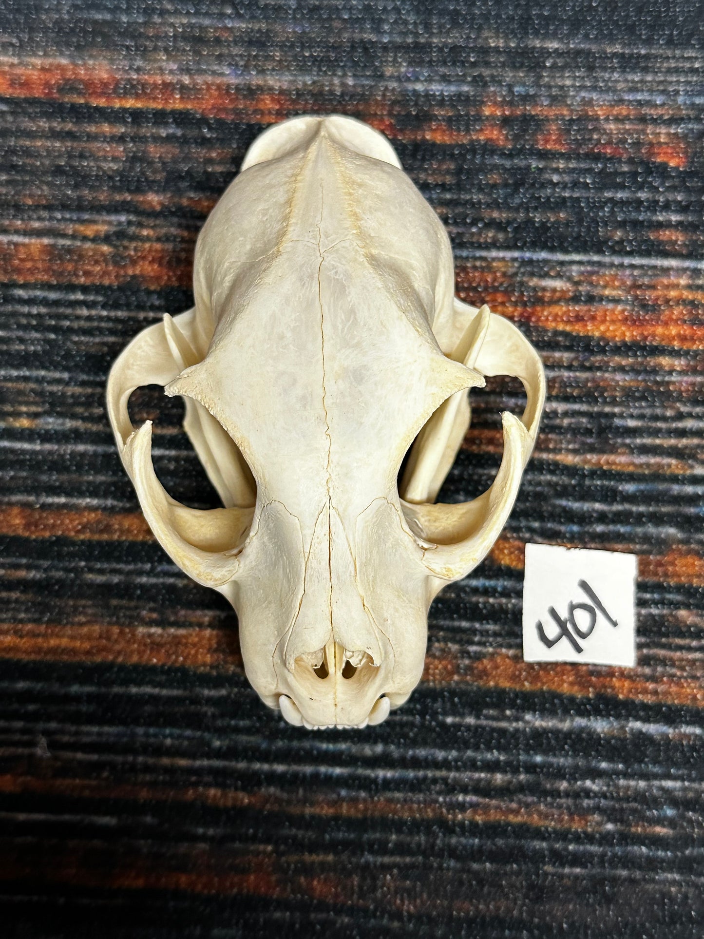 Real XL American Bobcat Skull Animal Mount Christmas Gifts Man cave Cabin Western Decor Craft Taxidermy Art craft head Voodoo hoodoo