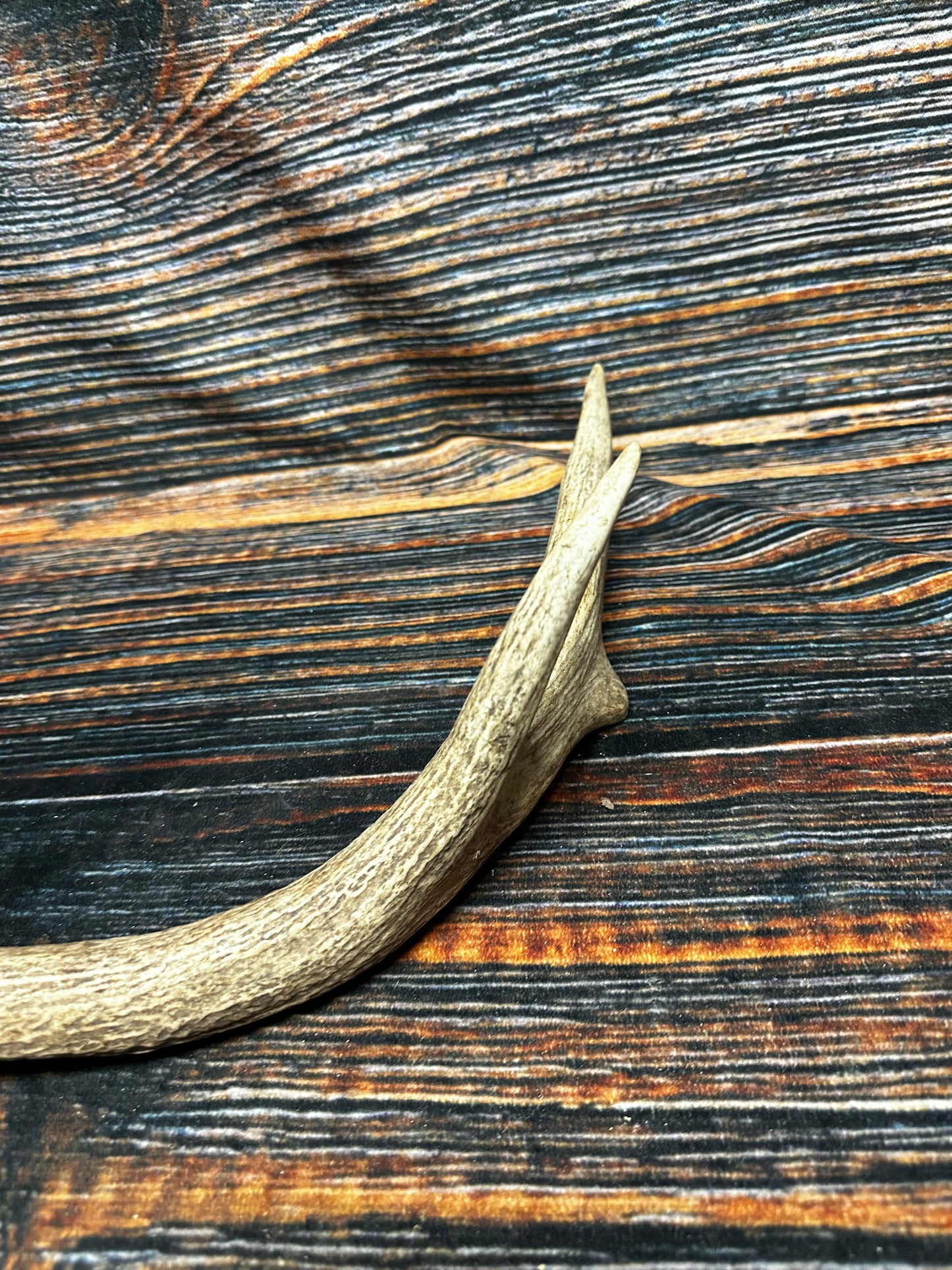 Wild Elk Shed Antler Horn Unique Christmas Gift art craft yard wedding decoration Halloween she shed man cave western animal self standing